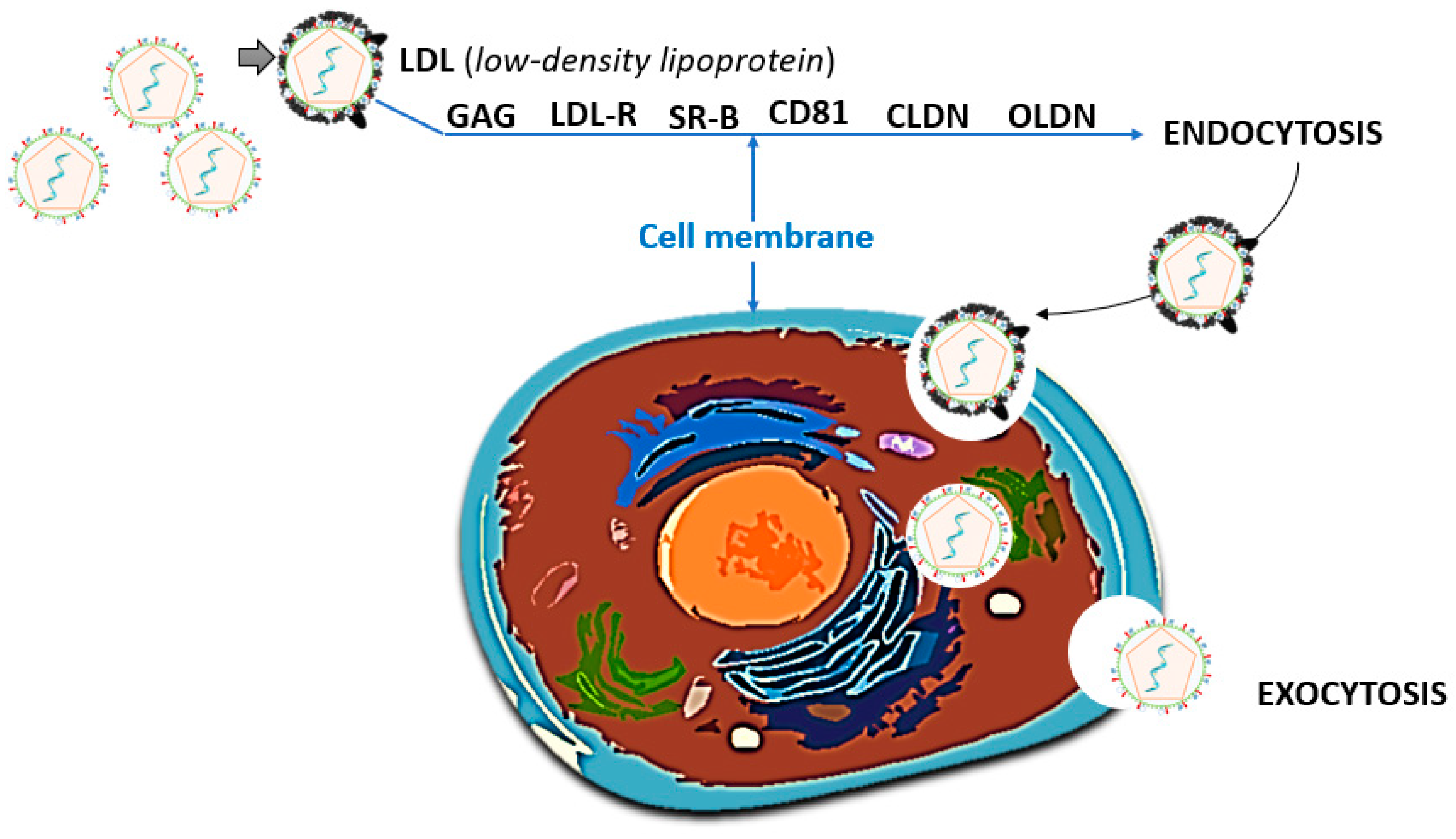 Gastroent 15 00049 g006 Gastroent 15 00049 g006