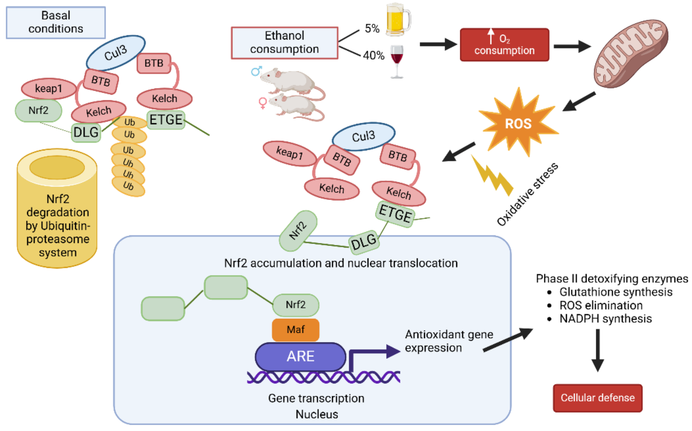Gastroent 16 00013 g003