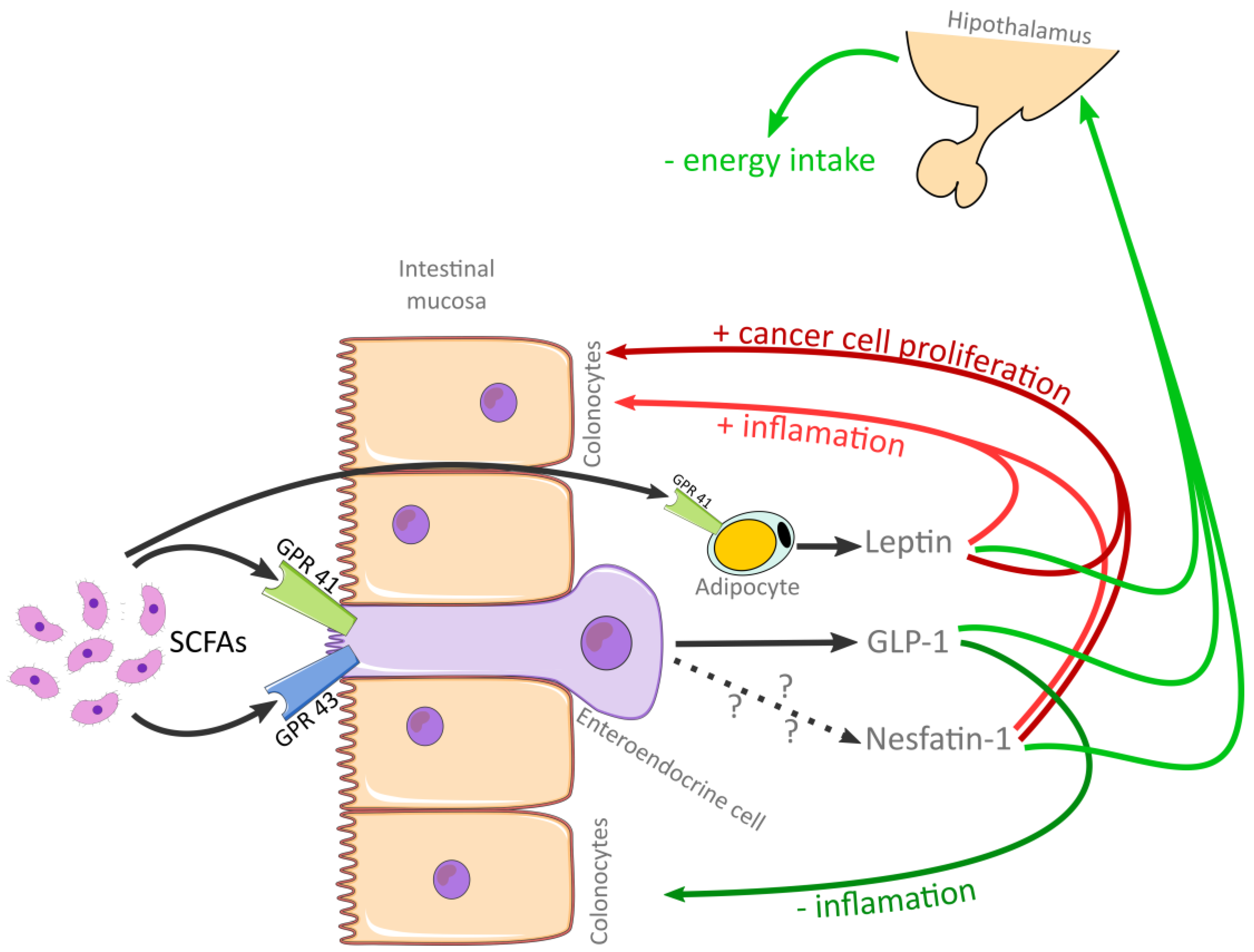Gastroent 16 00032 g001