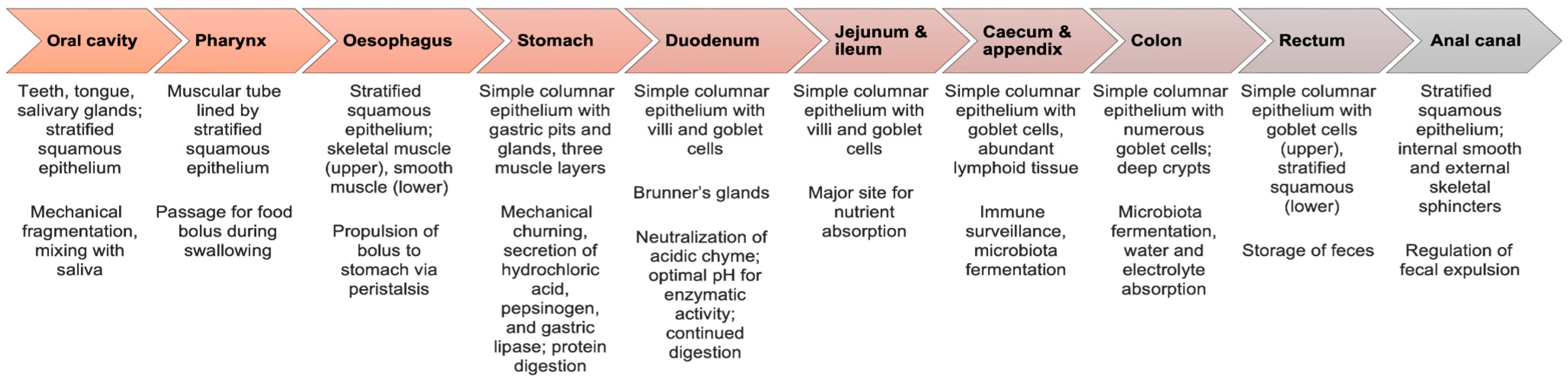 Gastroent 16 00042 g001 Gastroent 16 00042 g001