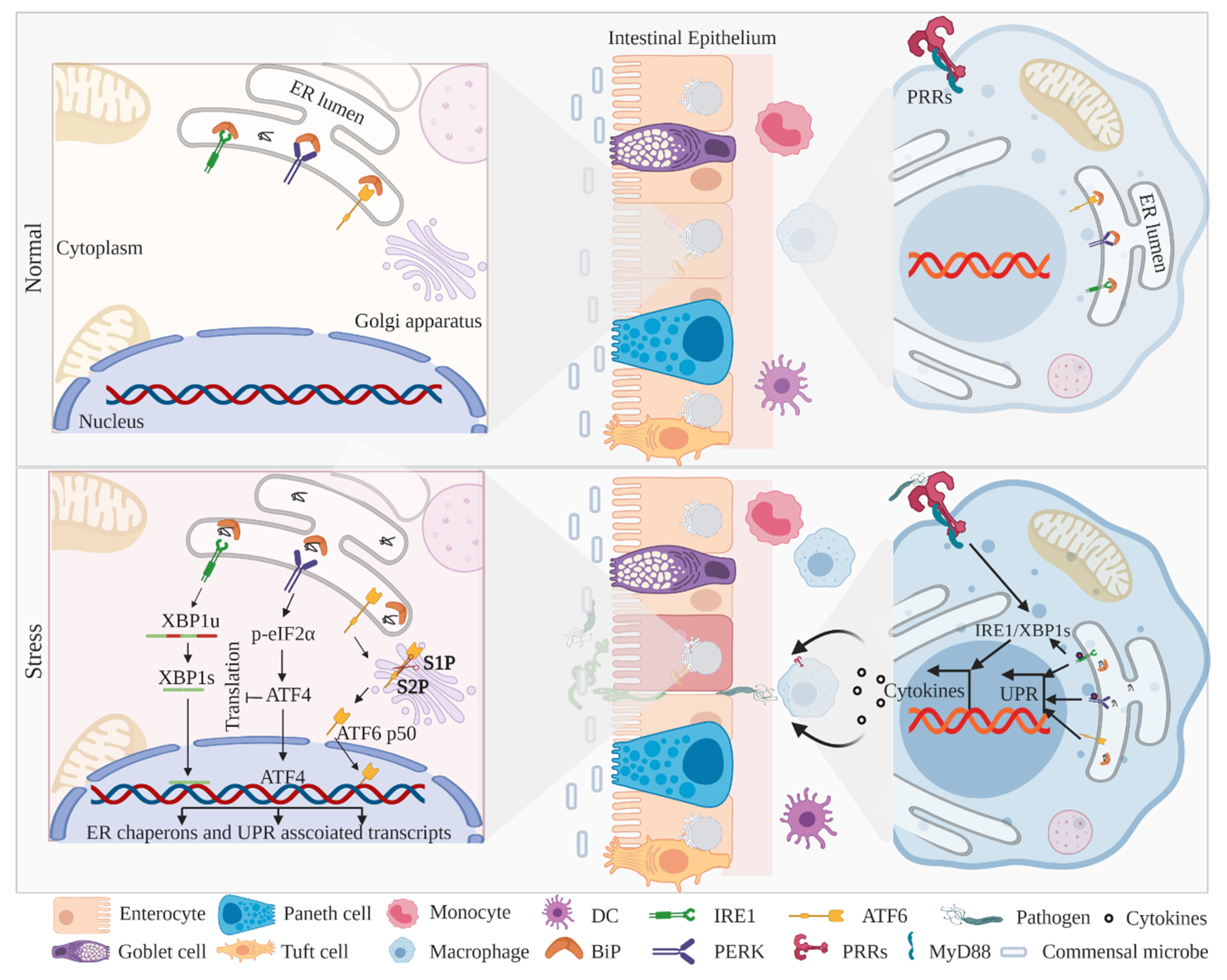 Gastrointestdisord 02 00024 g001 Gastrointestdisord 02 00024 g001