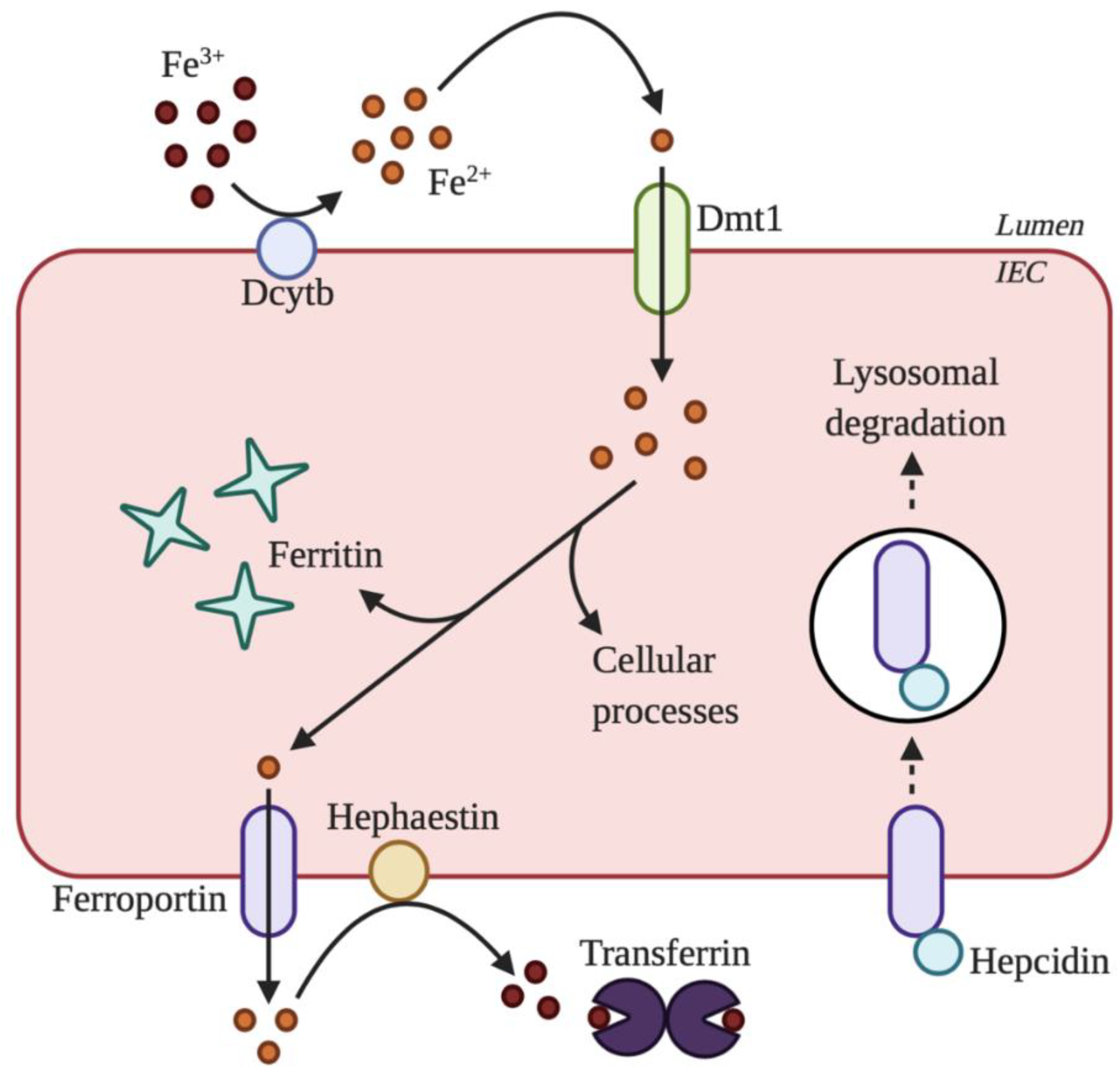 Gastrointestdisord 02 00030 g001