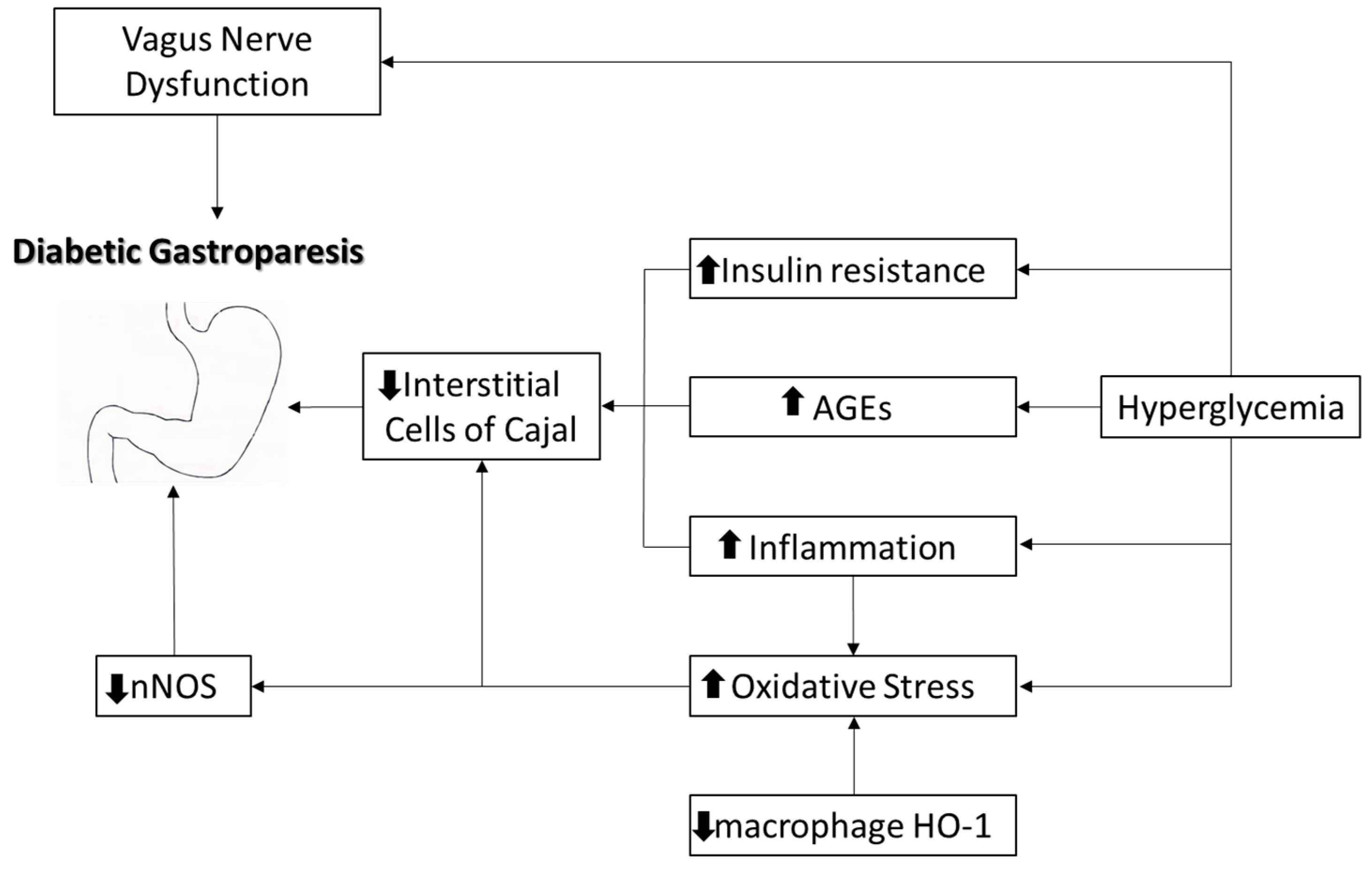 Gastrointestinal Disorders Free FullText Diabetic Gastroparesis Navigating Pathophysiology