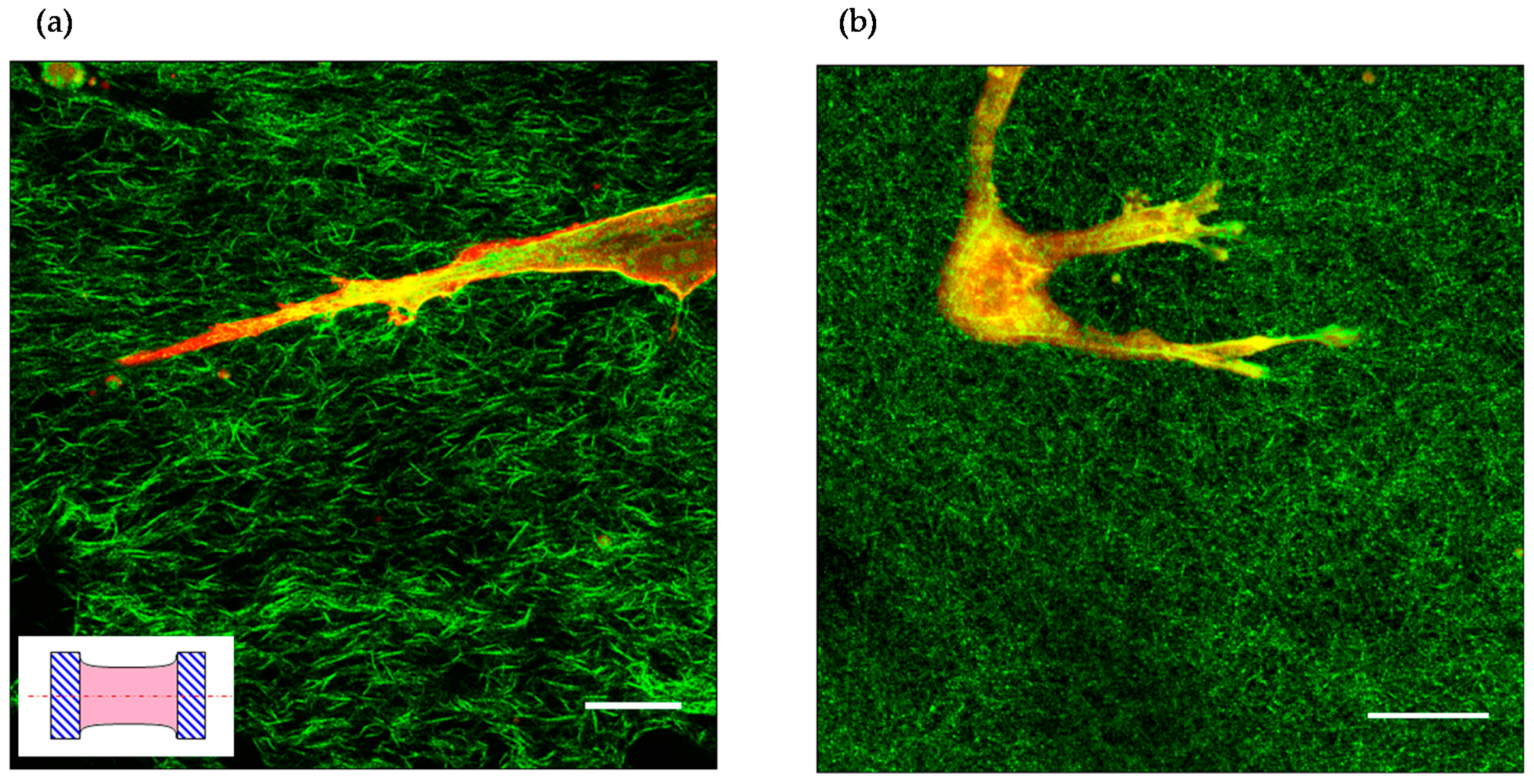 Gels 02 00012 g004 1024