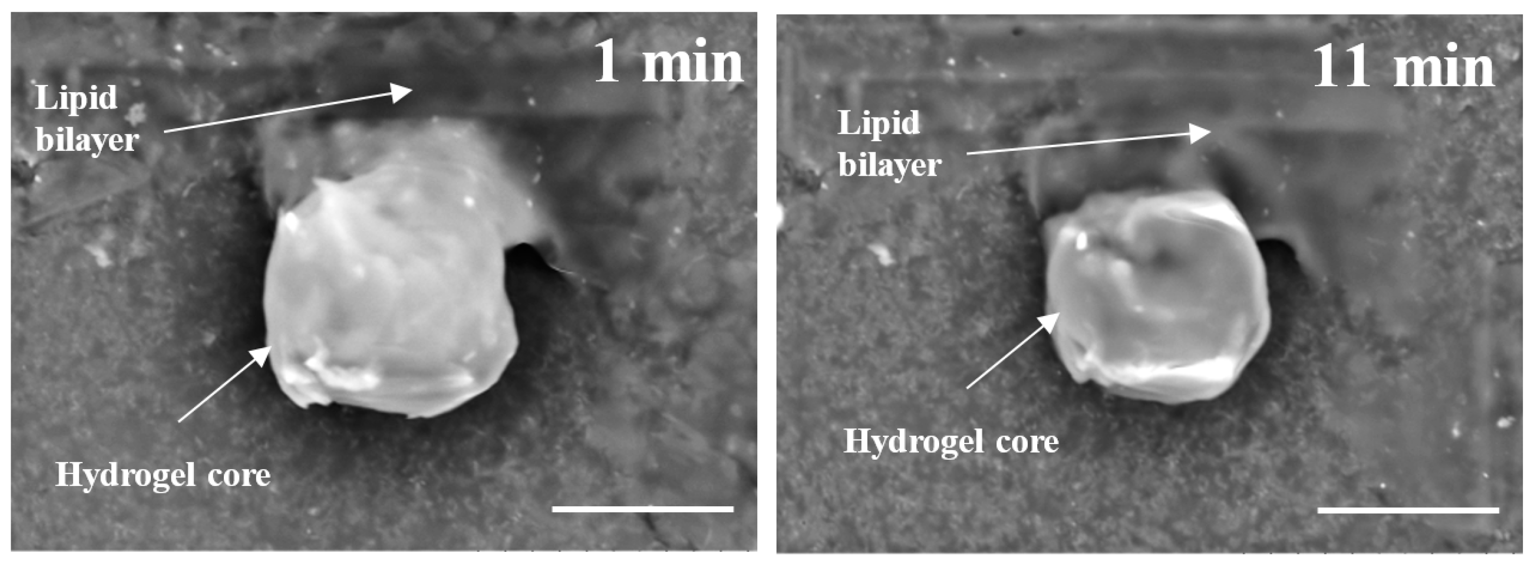Gels 03 00007 g007 550