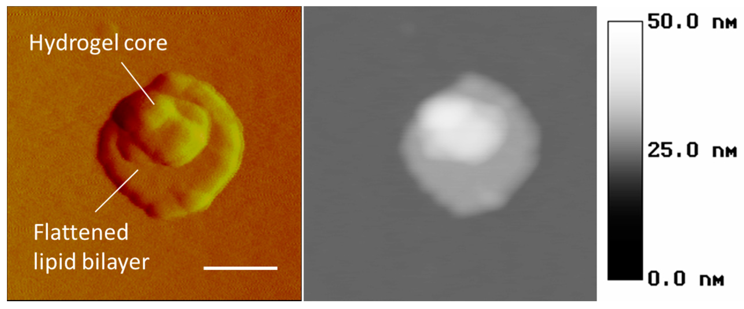 Gels 03 00007 g009 550