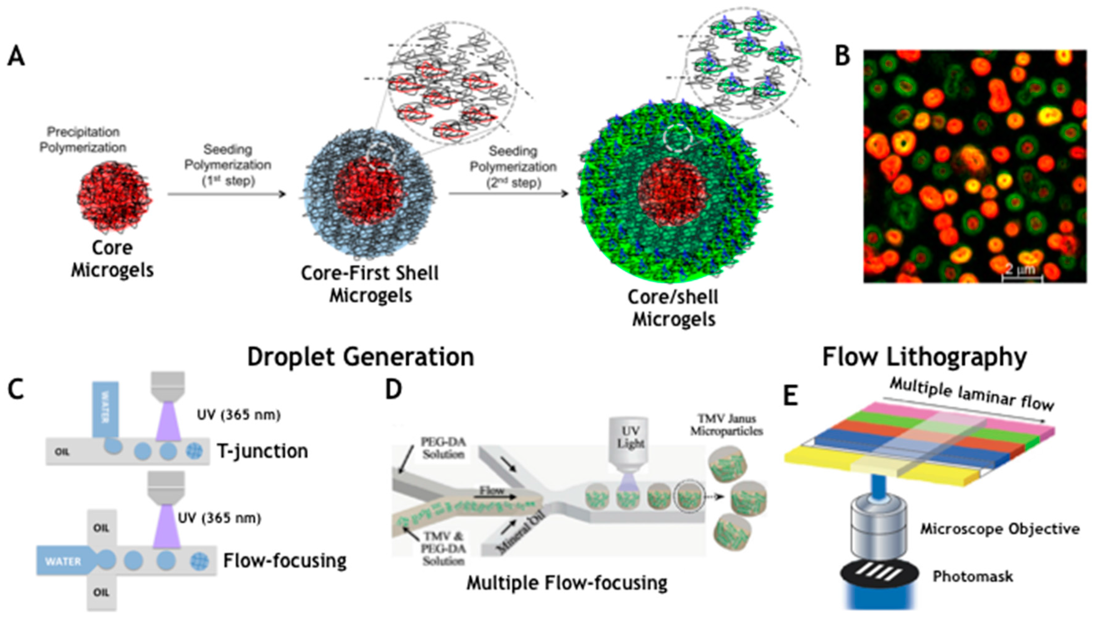 Bioengineering Microgels and Hydrogel Microparticles for
