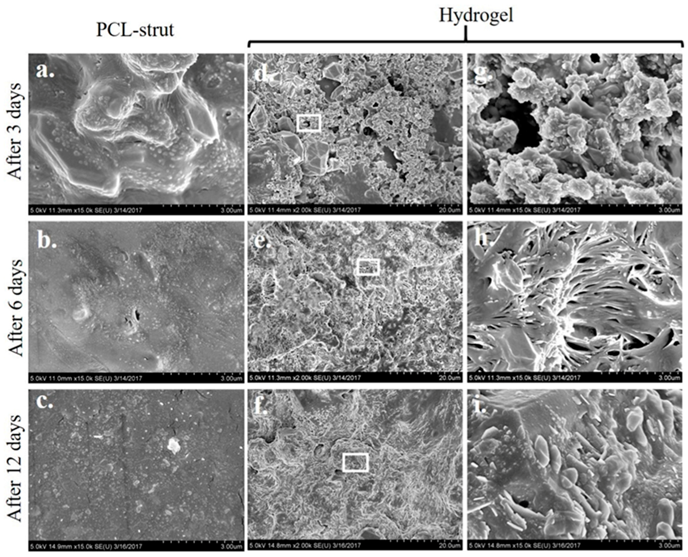 Gels Free Full Text A Bioactive Hydrogel And 3d Printed Polycaprolactone System For Bone Tissue Engineering Html