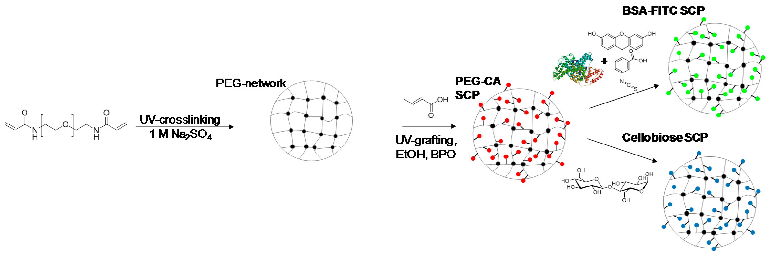 Gels Free Full Text Hydrogel Microparticles As Sensors For Specific Adhesion Case Studies On Antibody Detection And Soil Release Polymers Html Gels Free Full Text Hydrogel Microparticles As Sensors For Specific Adhesion Case Studies On Antibody Detection And Soil Release Polymers Html