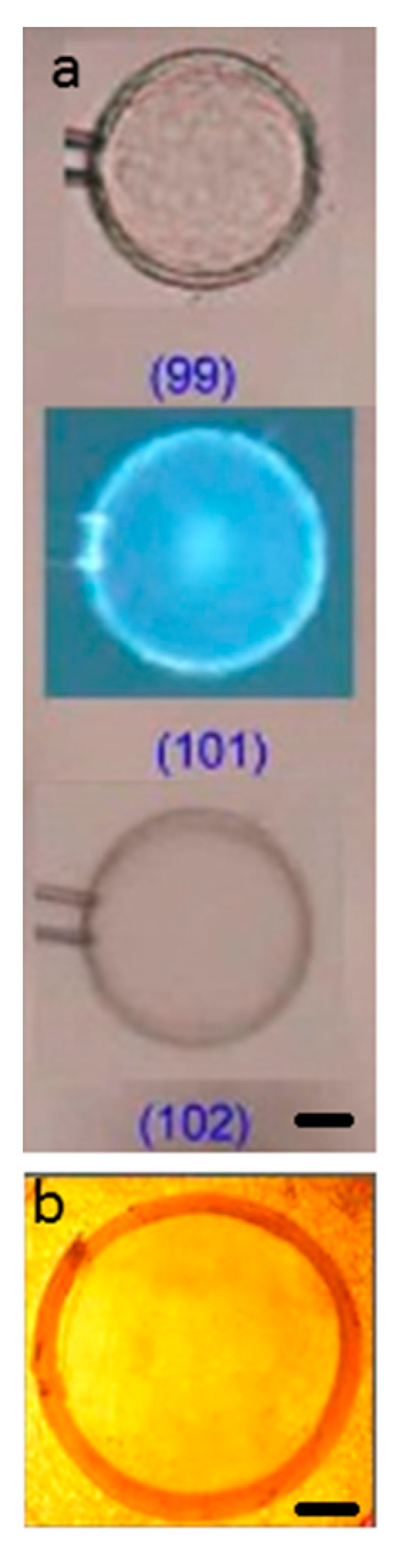 Gels 04 00009 g004 Gels 04 00009 g004