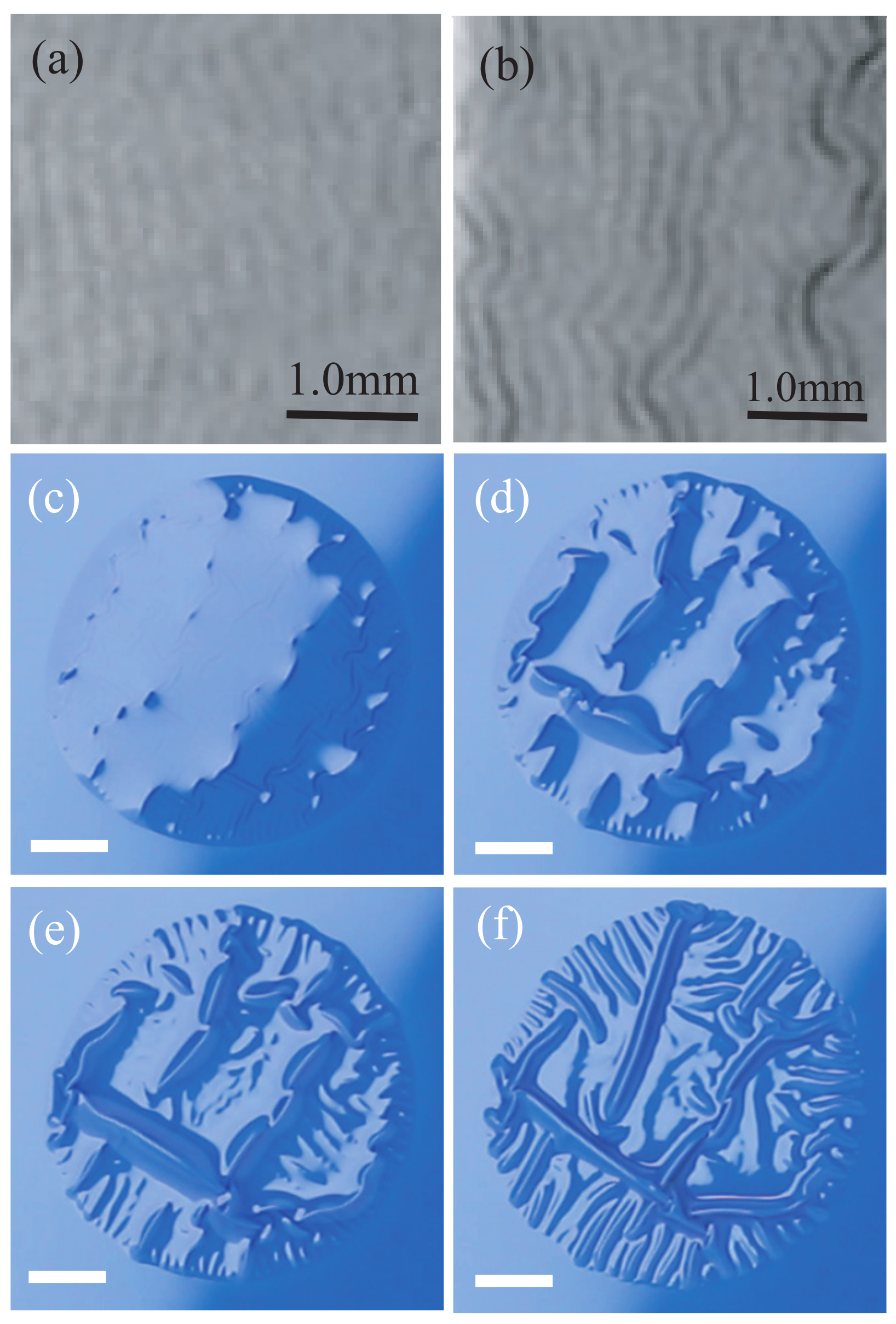 Gels 04 00041 g001 550