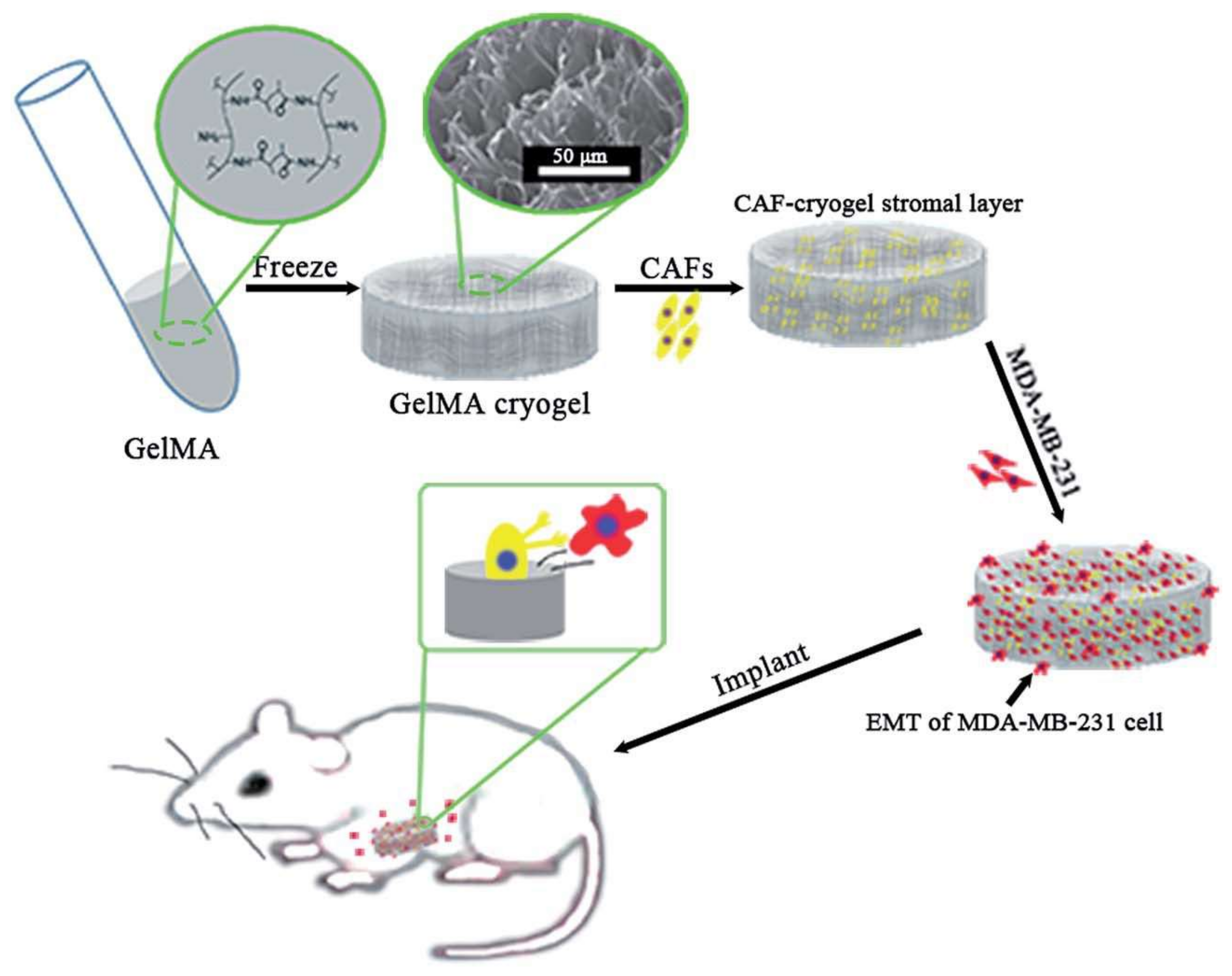 Gels 05 00020 g011 Gels 05 00020 g011