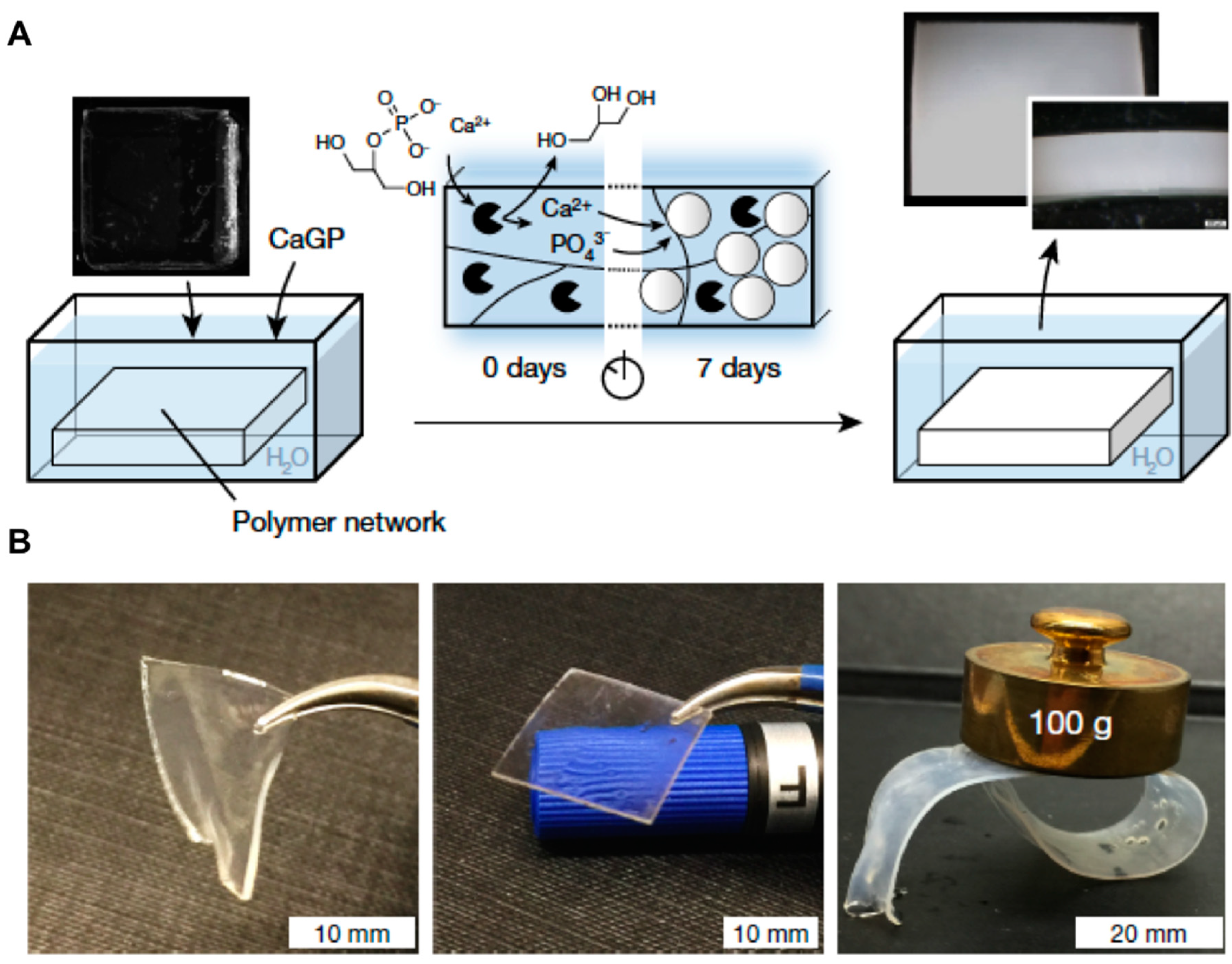Gels 05 00024 g006 Gels 05 00024 g006