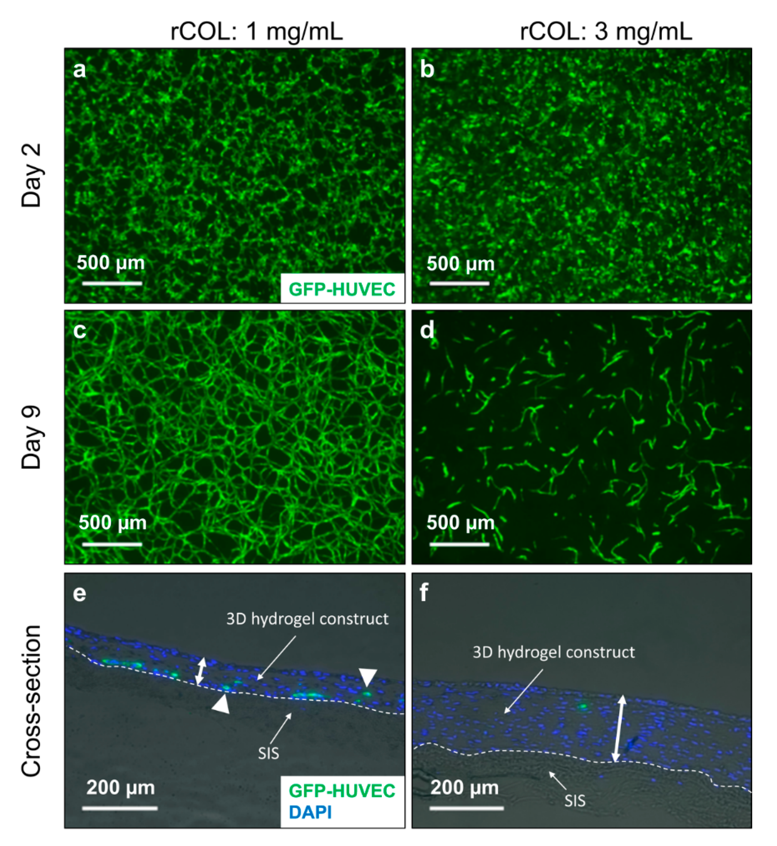 Gels 06 00027 g001 Gels 06 00027 g001