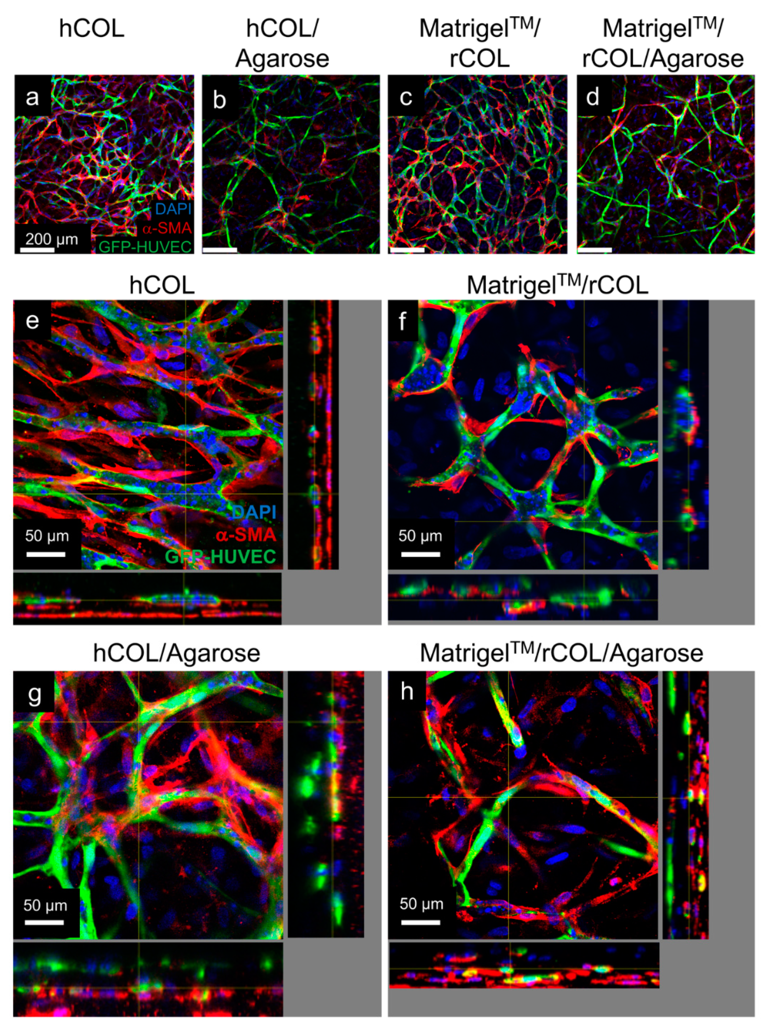 Gels 06 00027 g005 Gels 06 00027 g005