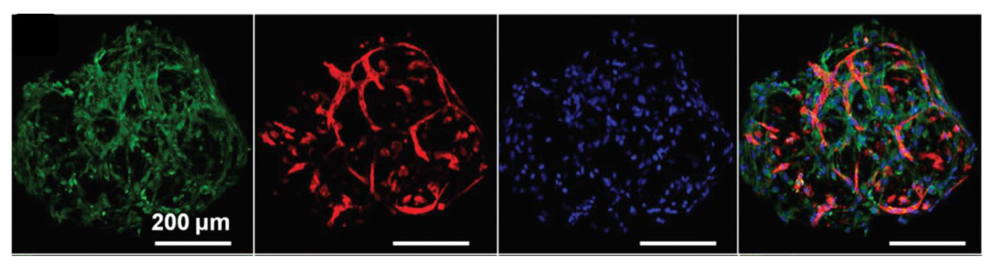 Gels 06 00036 g008 Gels 06 00036 g008