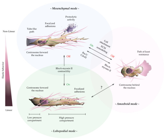 【即日発送】 Modeling the Mechanobiology of Cancer Cell Migration Using その他