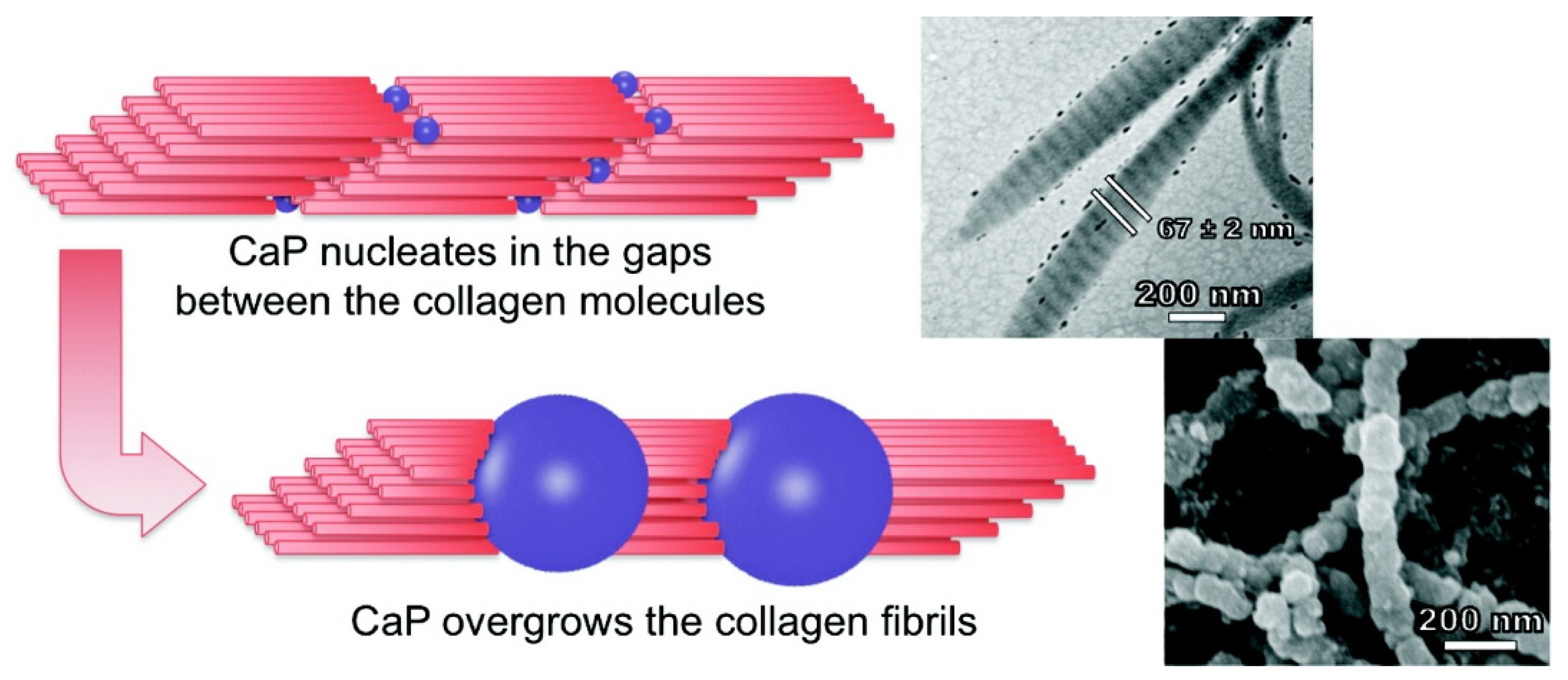 Gels 07 00031 g004 Gels 07 00031 g004