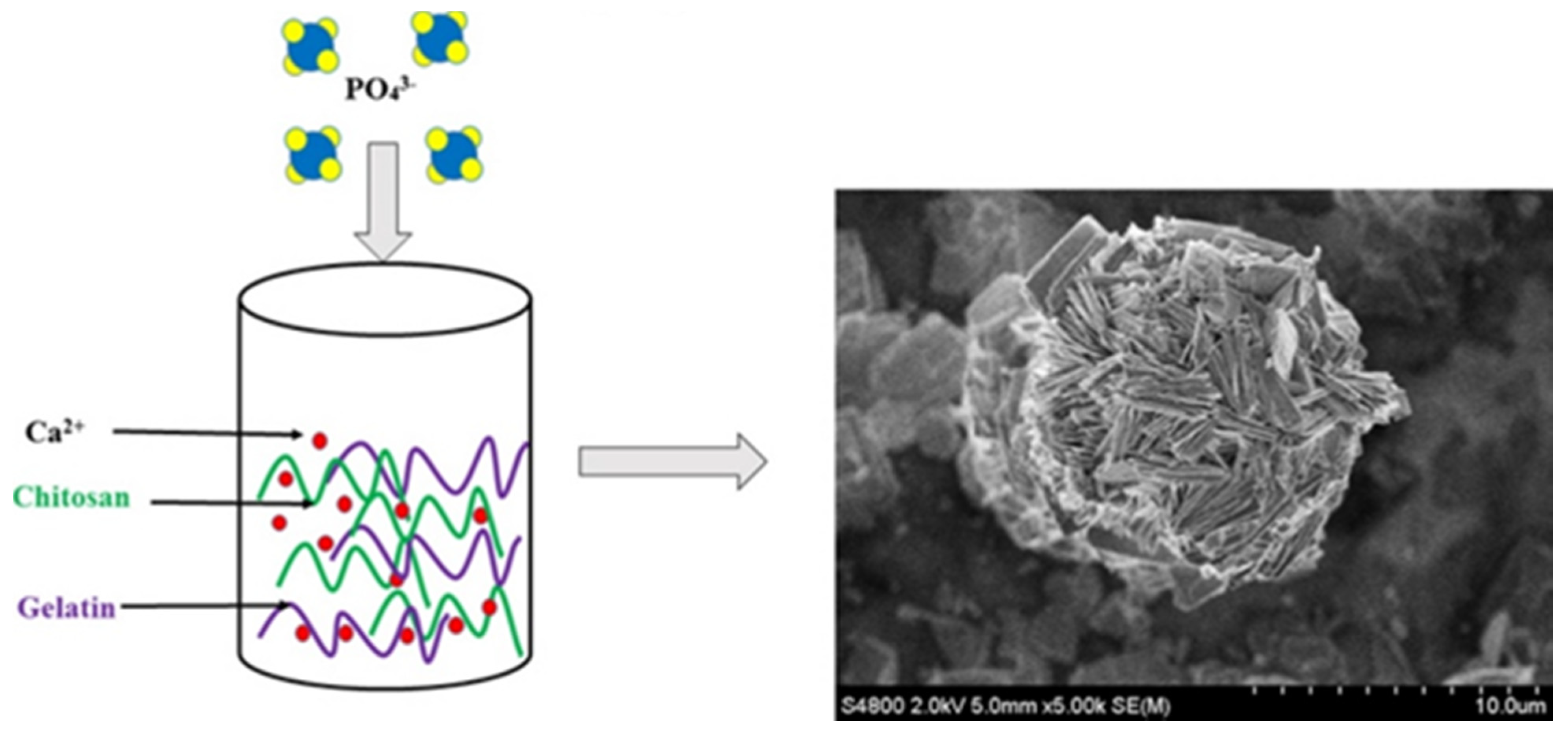 Gels 07 00031 g005 Gels 07 00031 g005