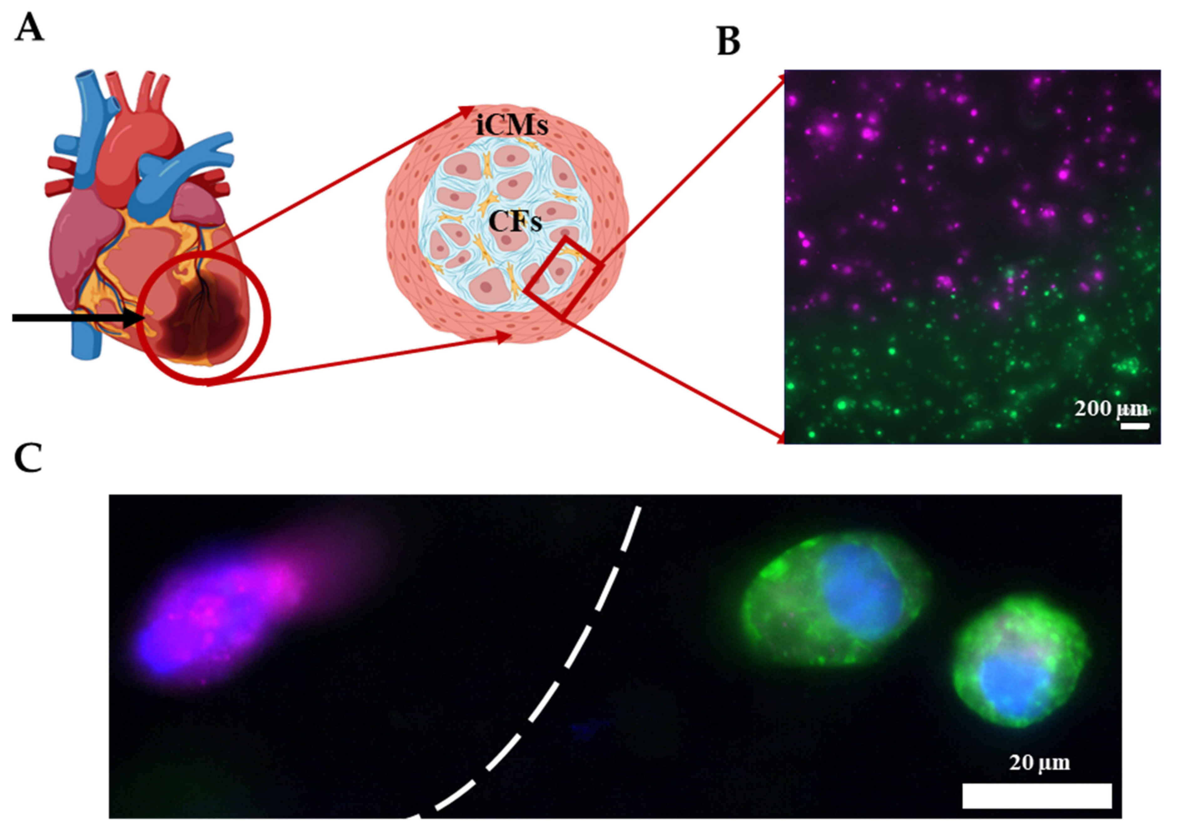 Gels 07 00070 g007 Gels 07 00070 g007