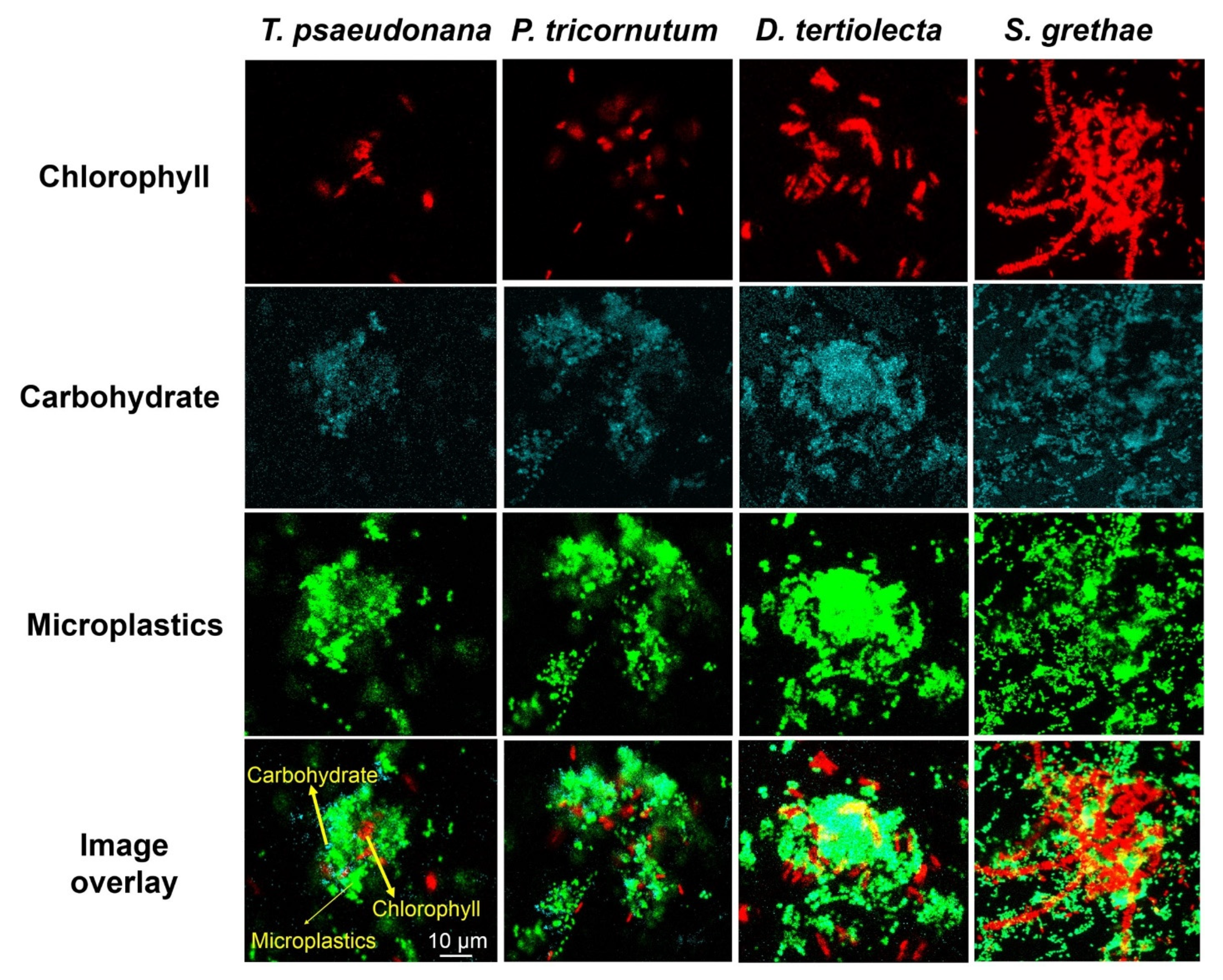 Gels 07 00083 g002 550