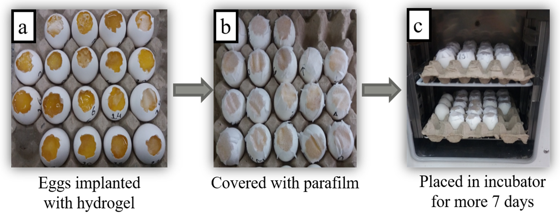 Gels 07 00107 g005 550
