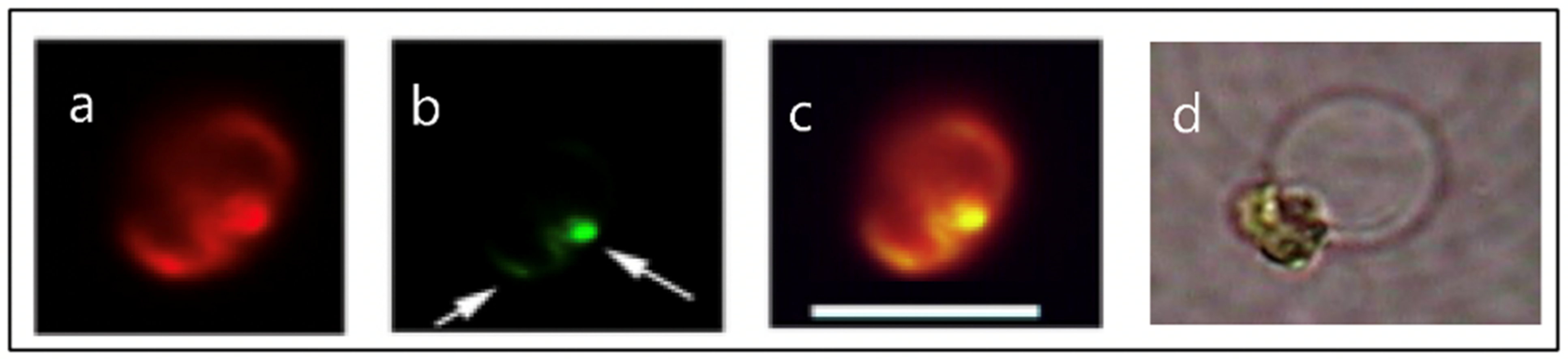 Gels 07 00136 g003 550