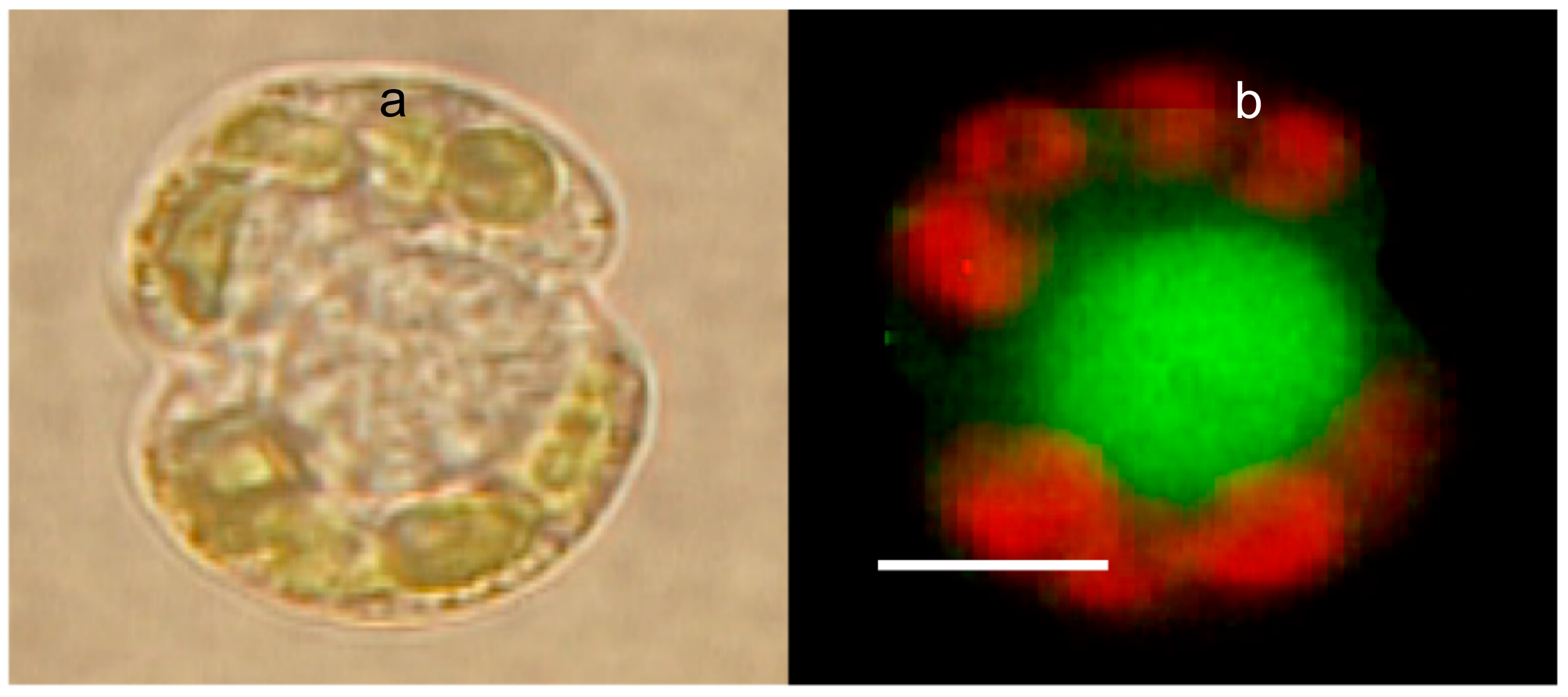 Gels 07 00136 g010 550