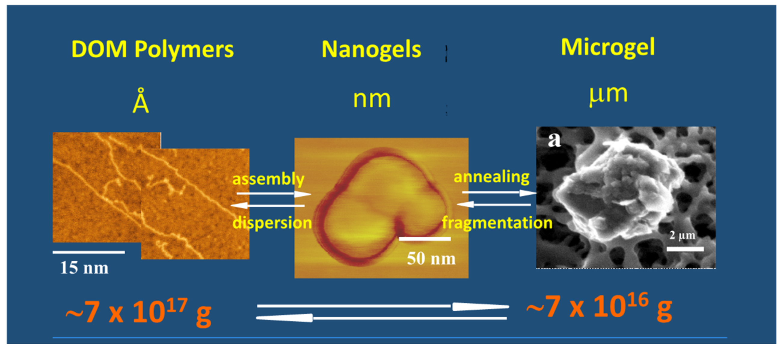 Gels 07 00136 g015 550