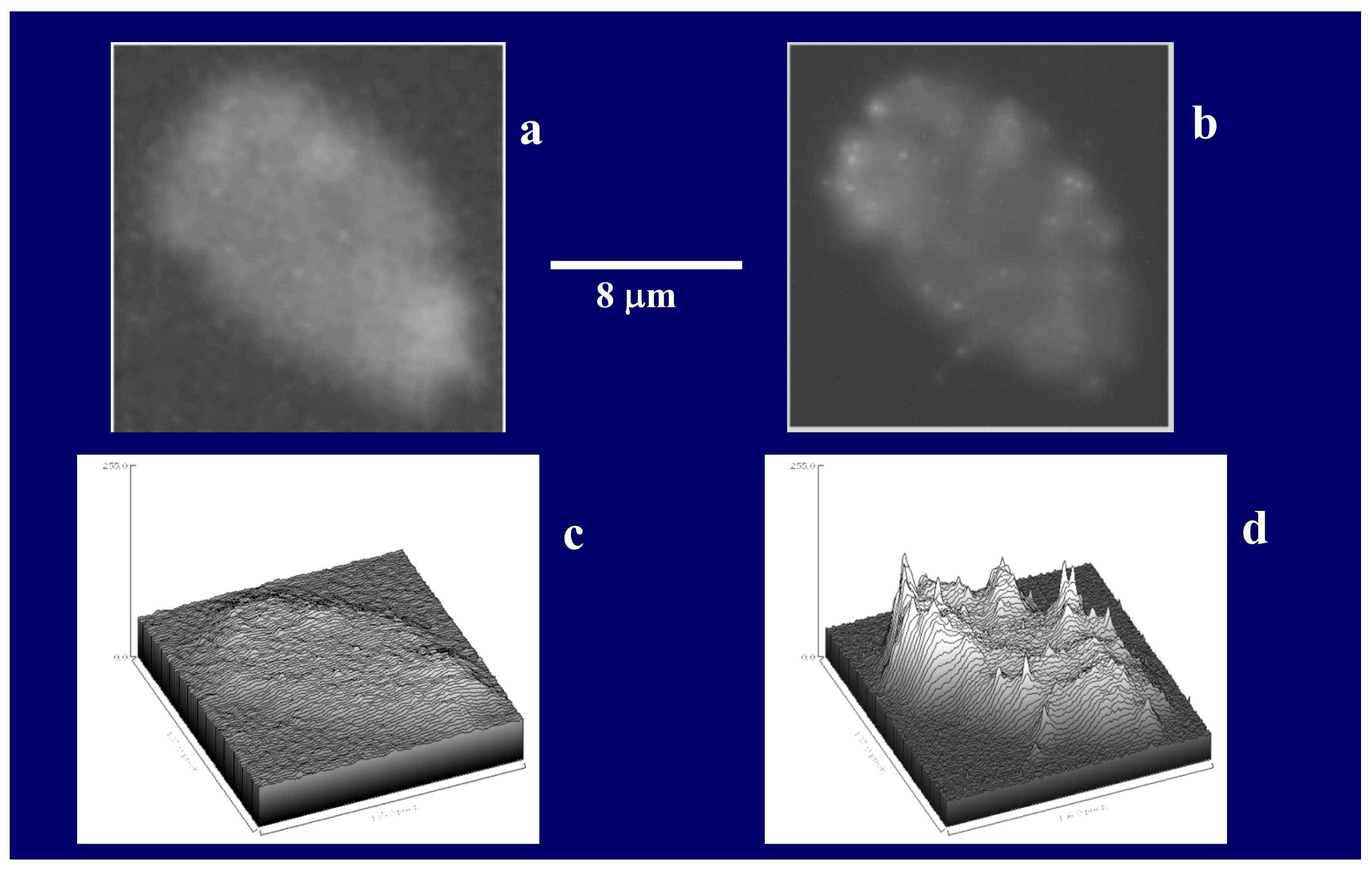 Gels 07 00136 g022 550