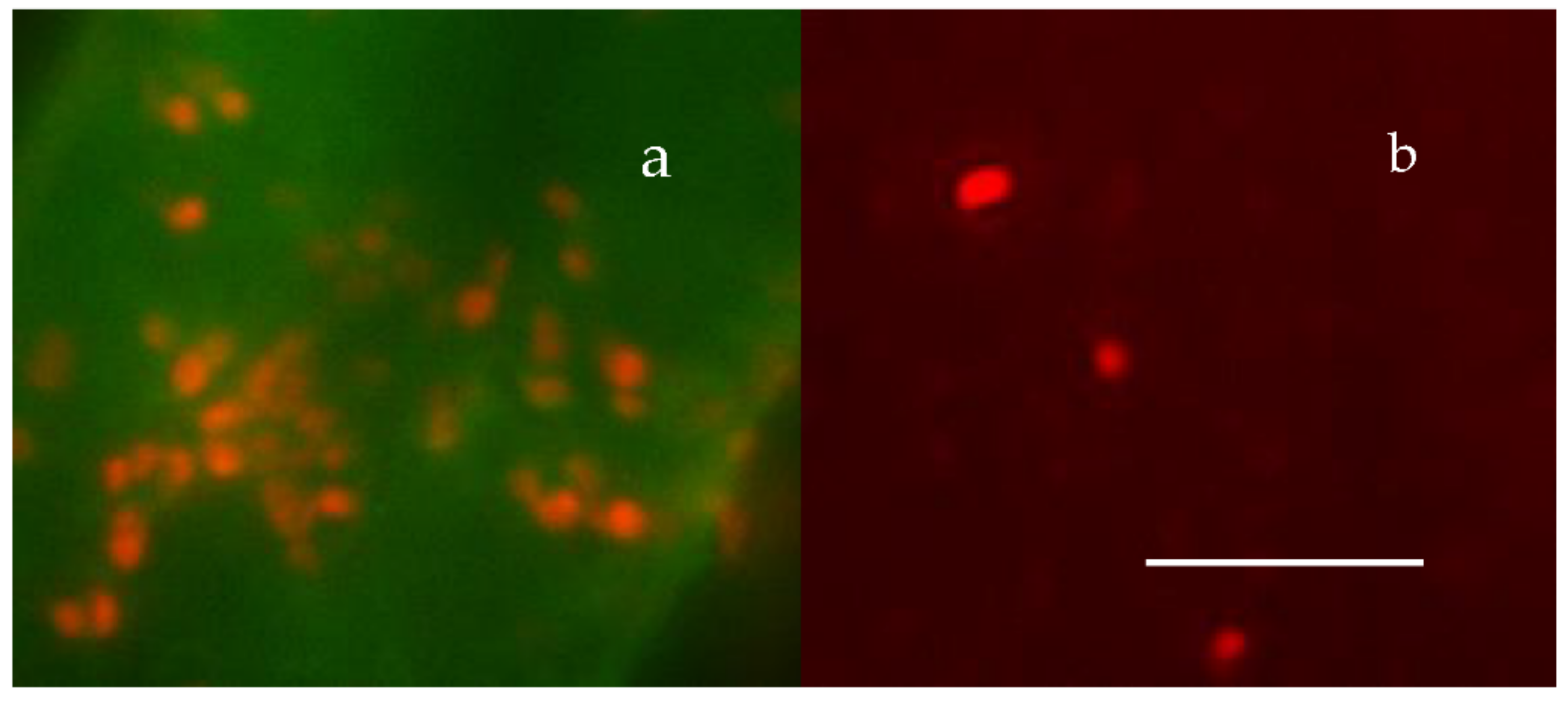 Gels 07 00136 g023 550