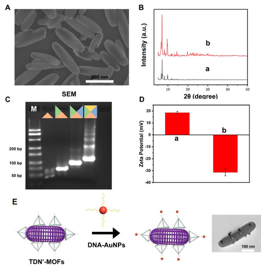Gels Free FullText Stable DNA Framework as Horseradish Peroxidase