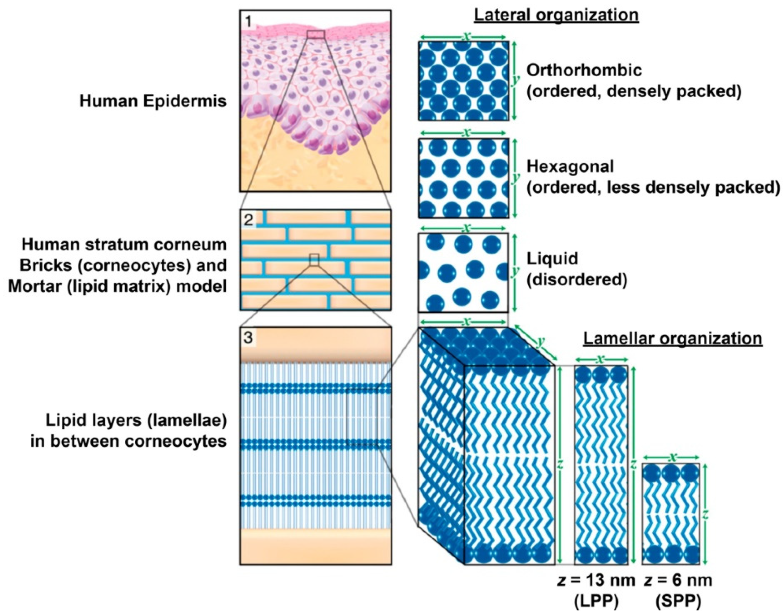 Gels 07 00218 g001 550