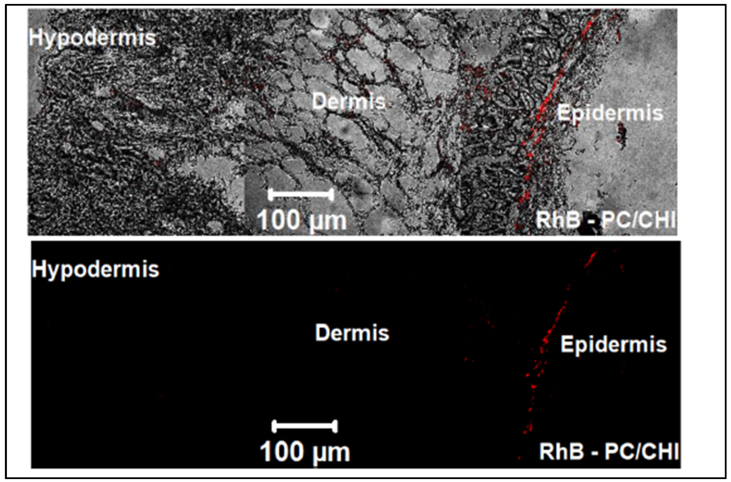 Gels 07 00218 g007 550