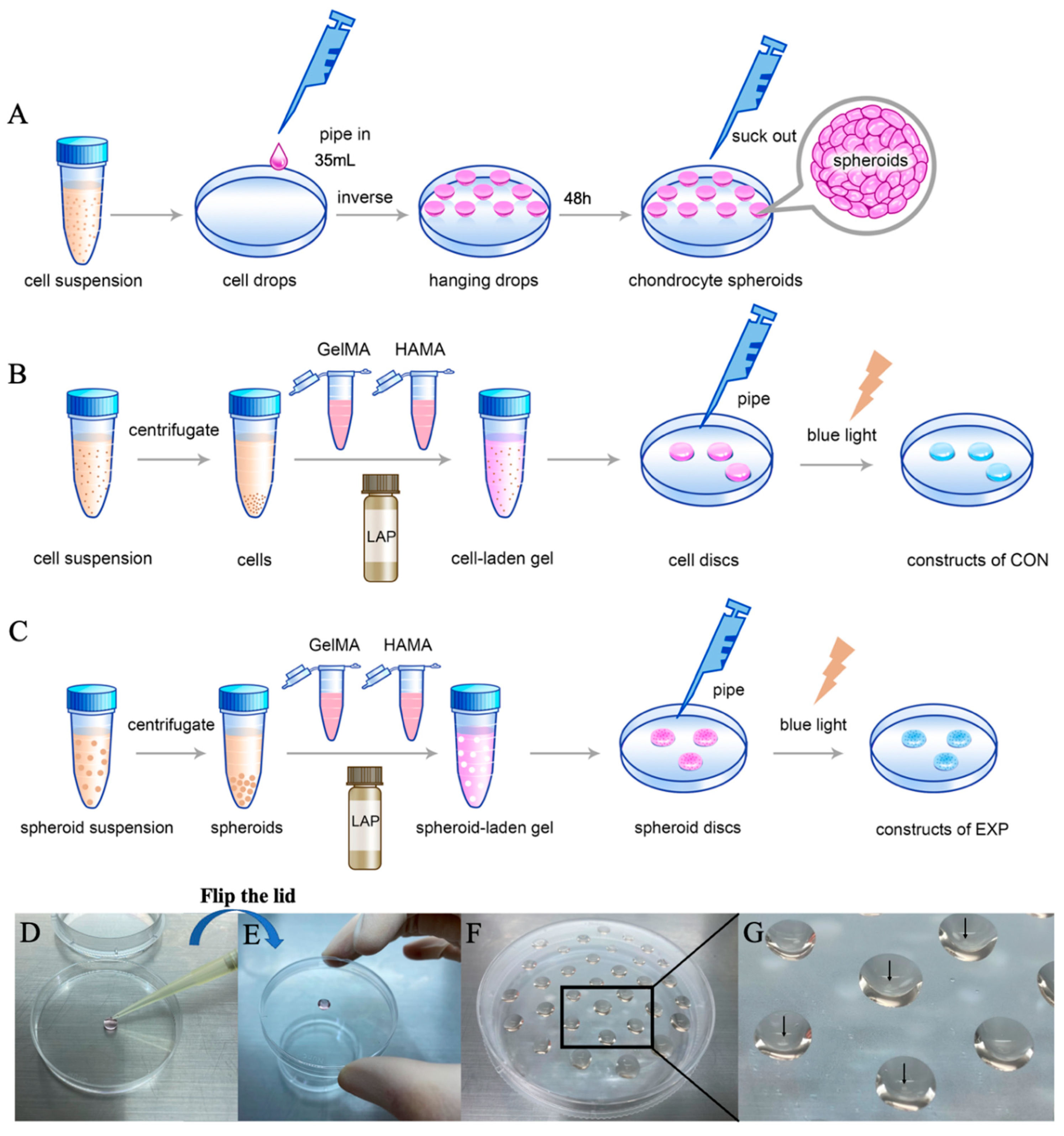 Gels 07 00247 g002 550