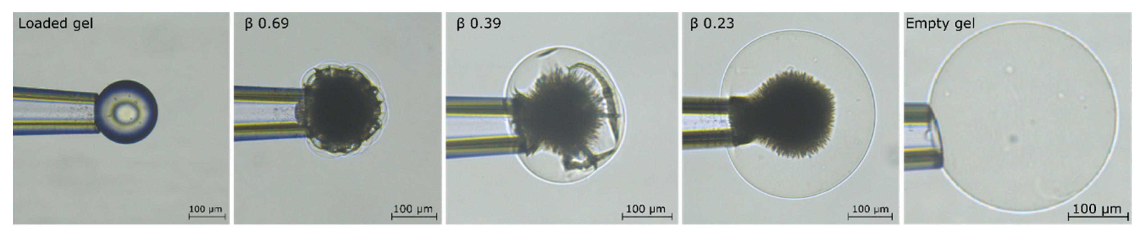 Gels 08 00004 g006