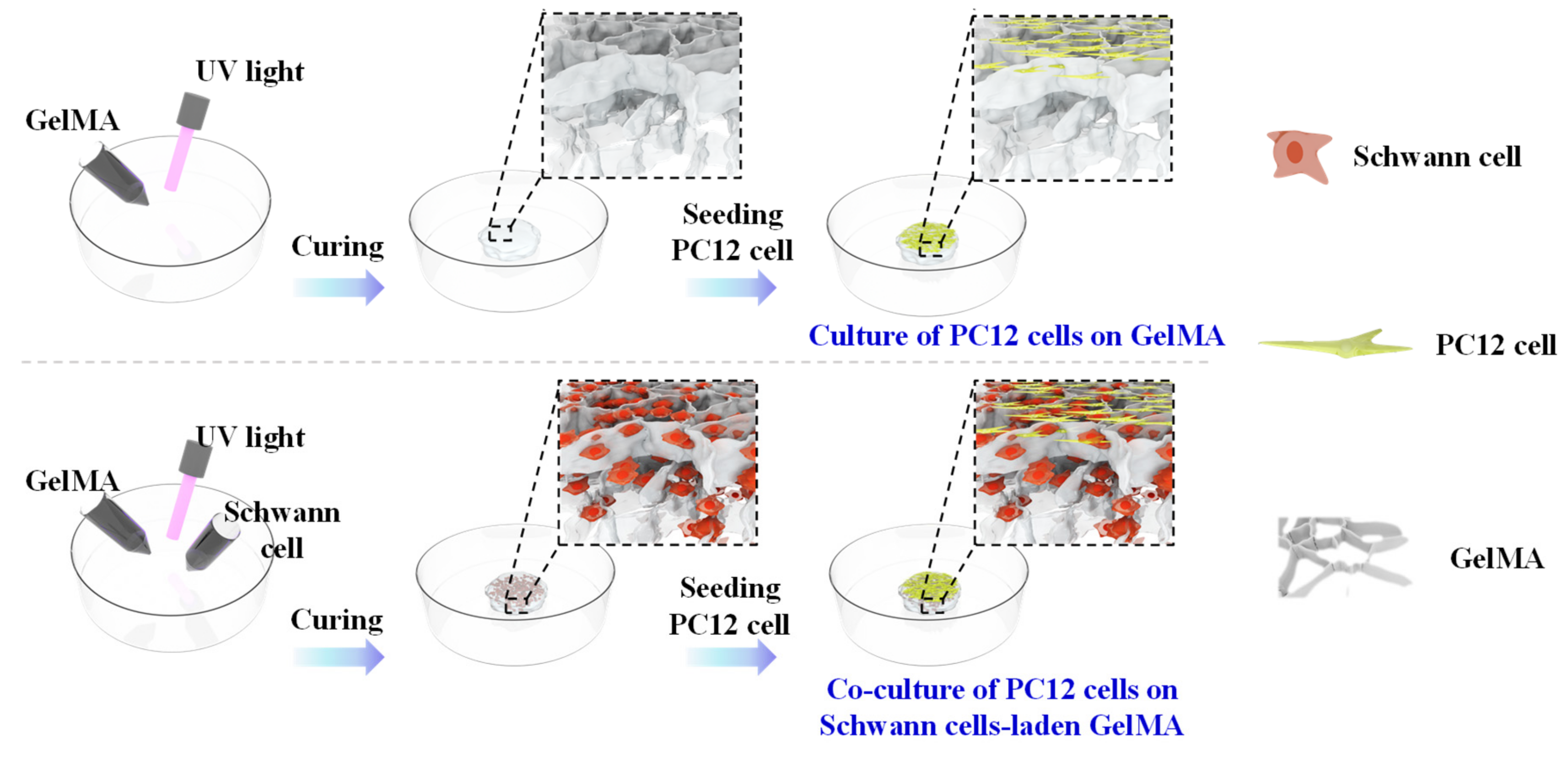 Gels 08 00084 g007 550