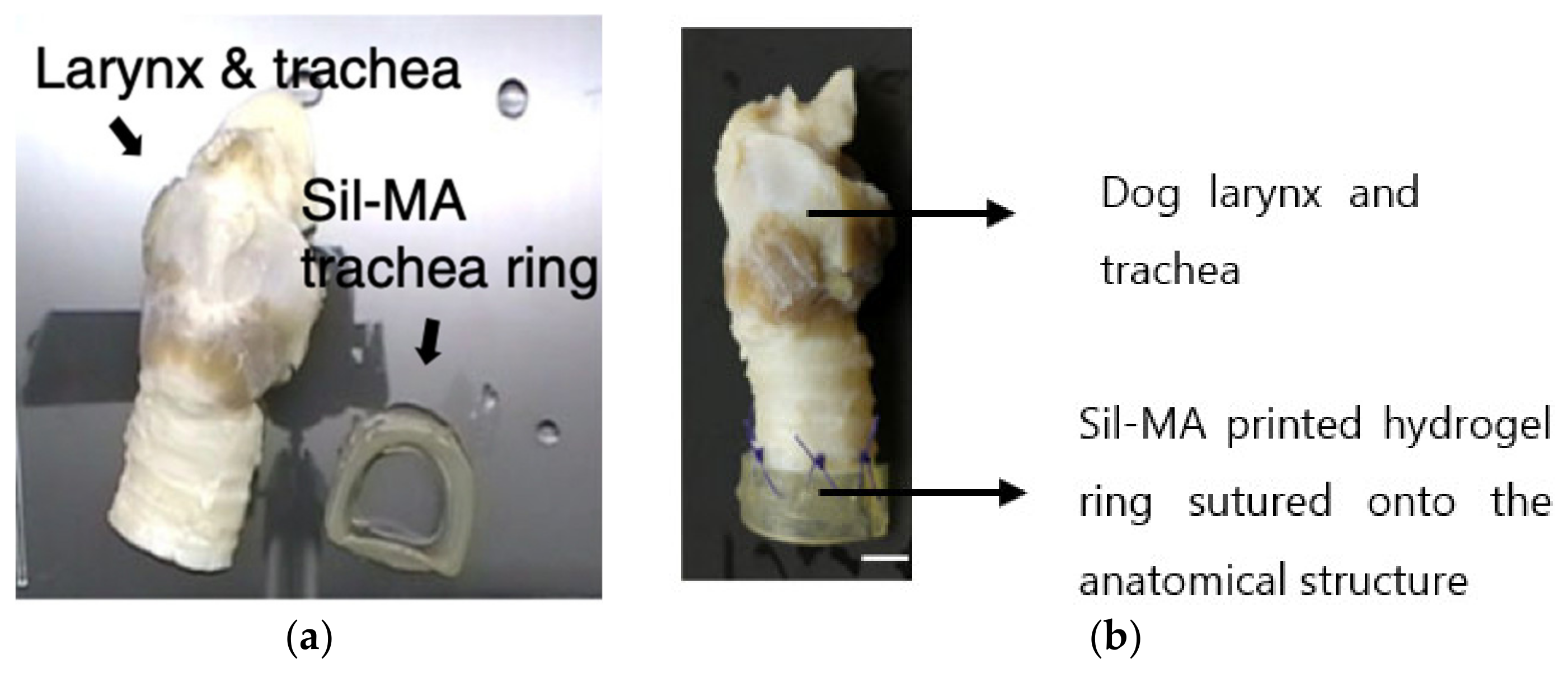 Gels 08 00239 g009 550