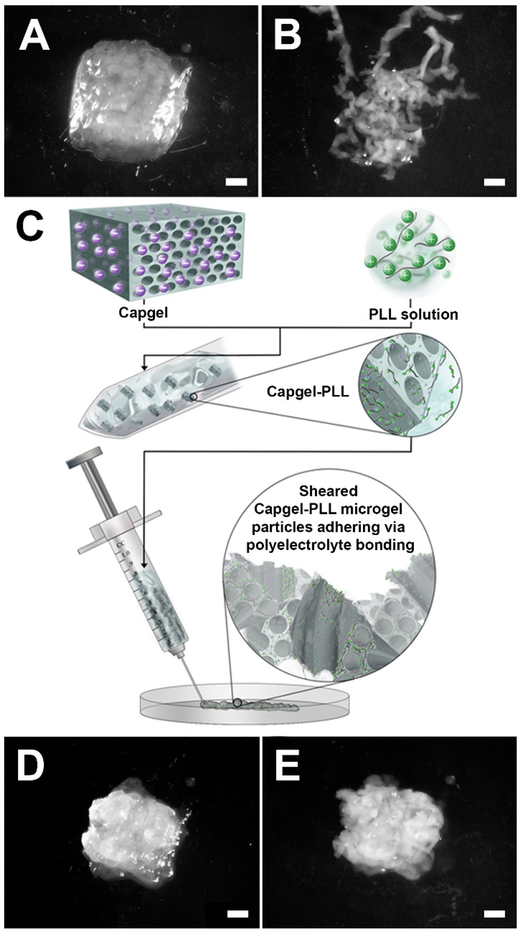 Gels 08 00376 g005 Gels 08 00376 g005