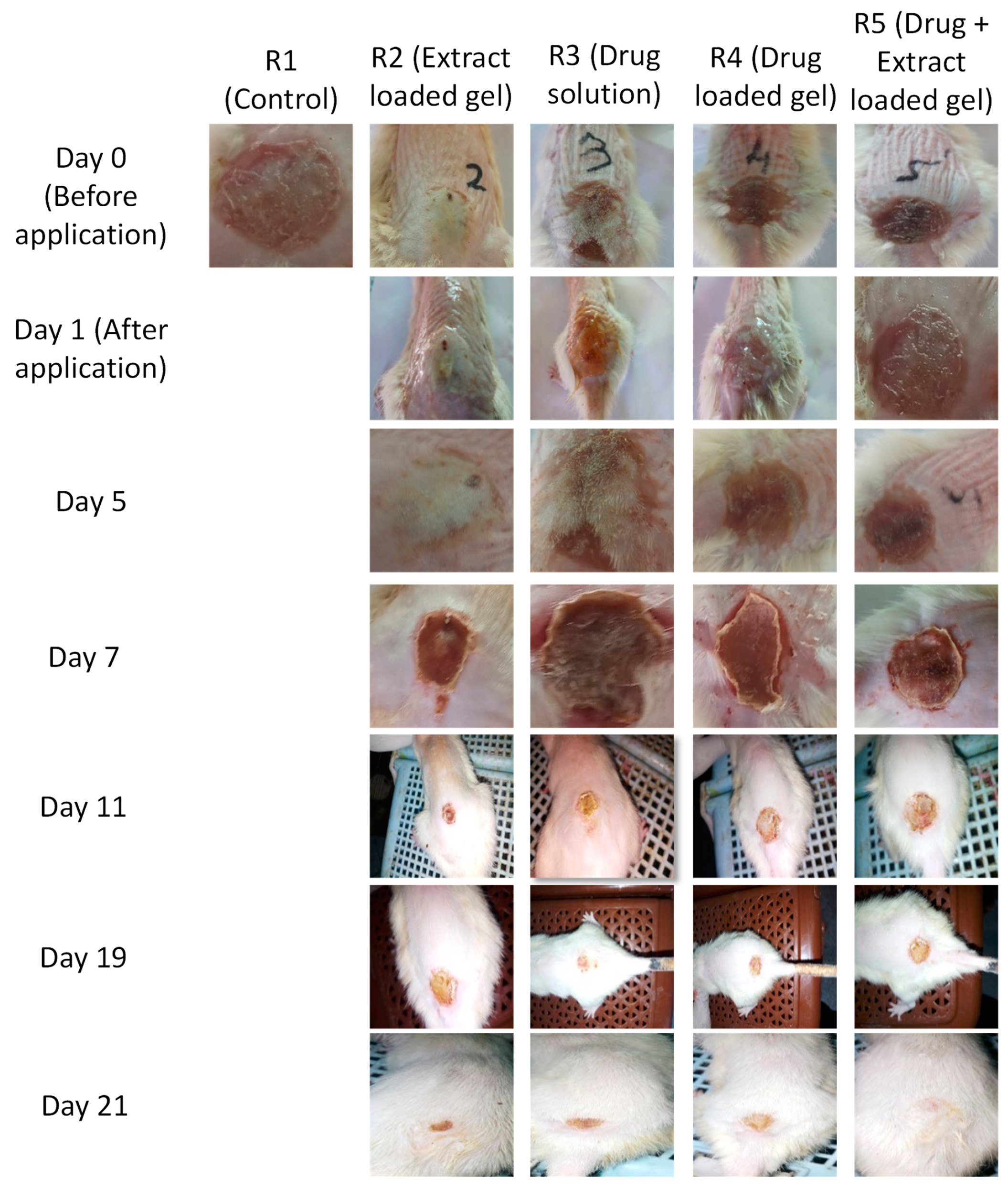 Gels 08 00402 g007 550