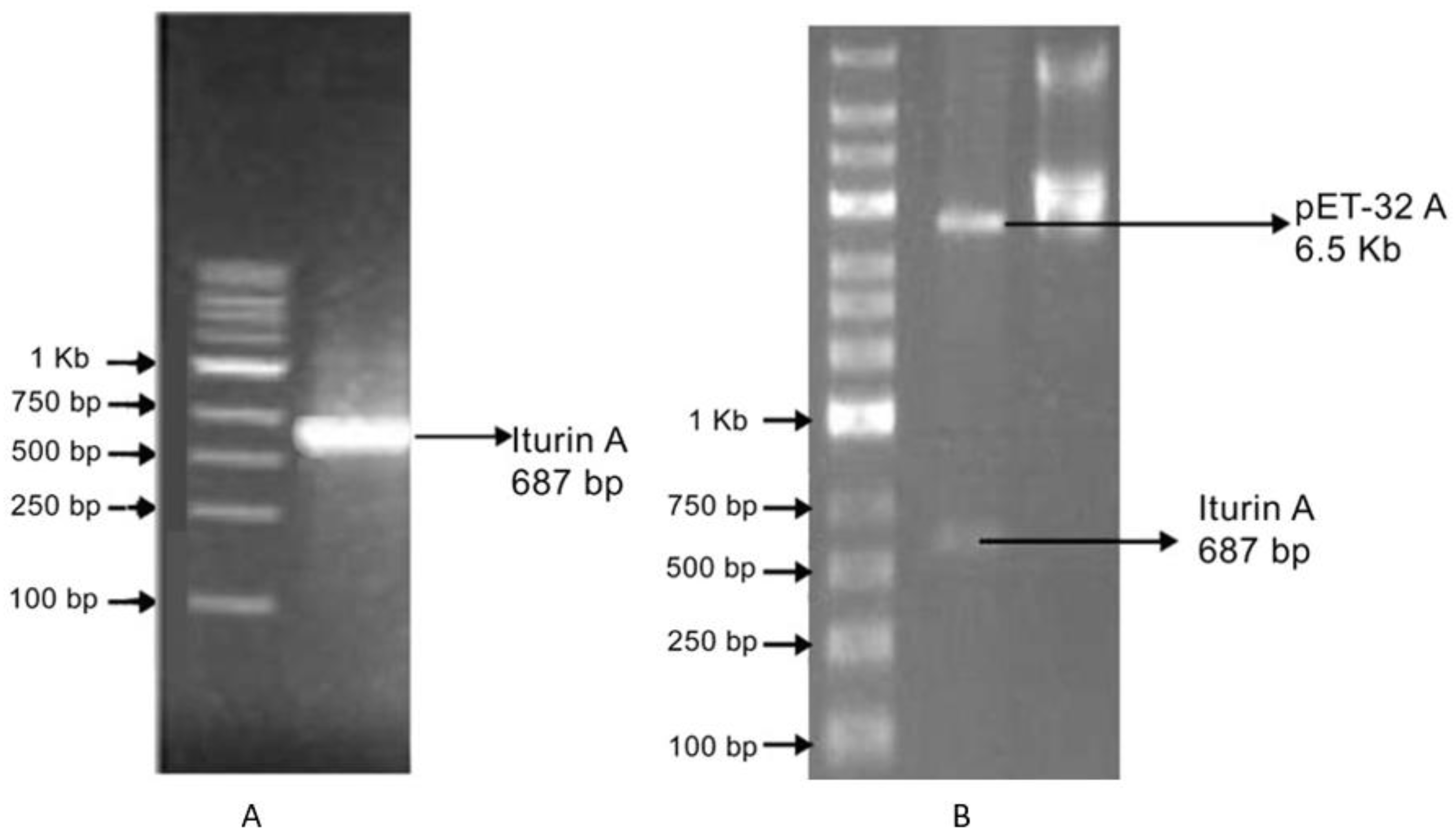 Gels 08 00403 g002 550