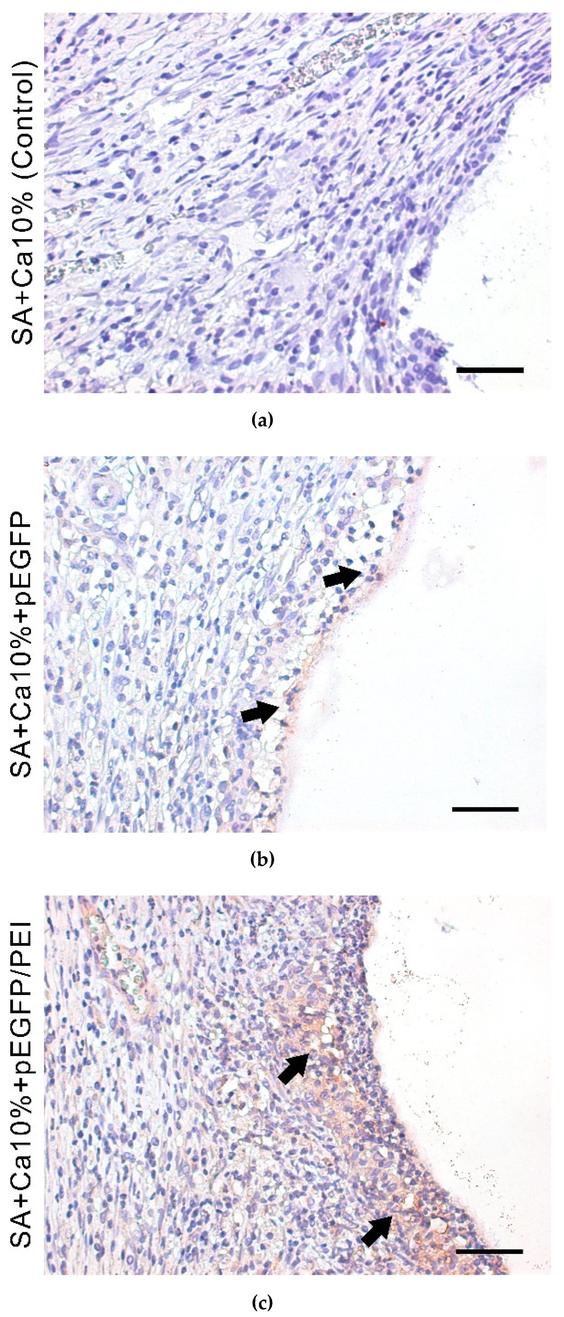Gels 08 00421 g006 550