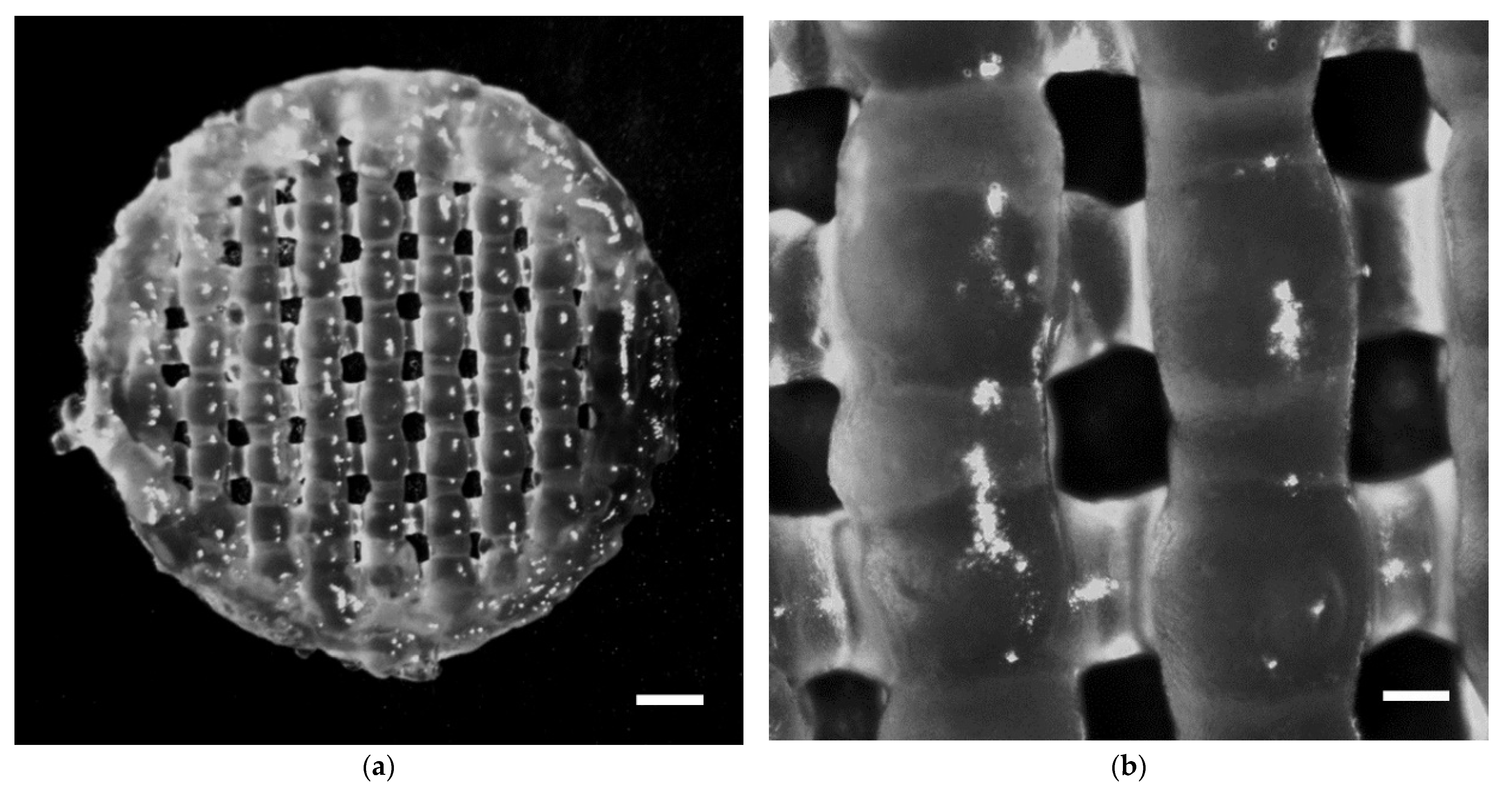Gels 08 00421 g009 550