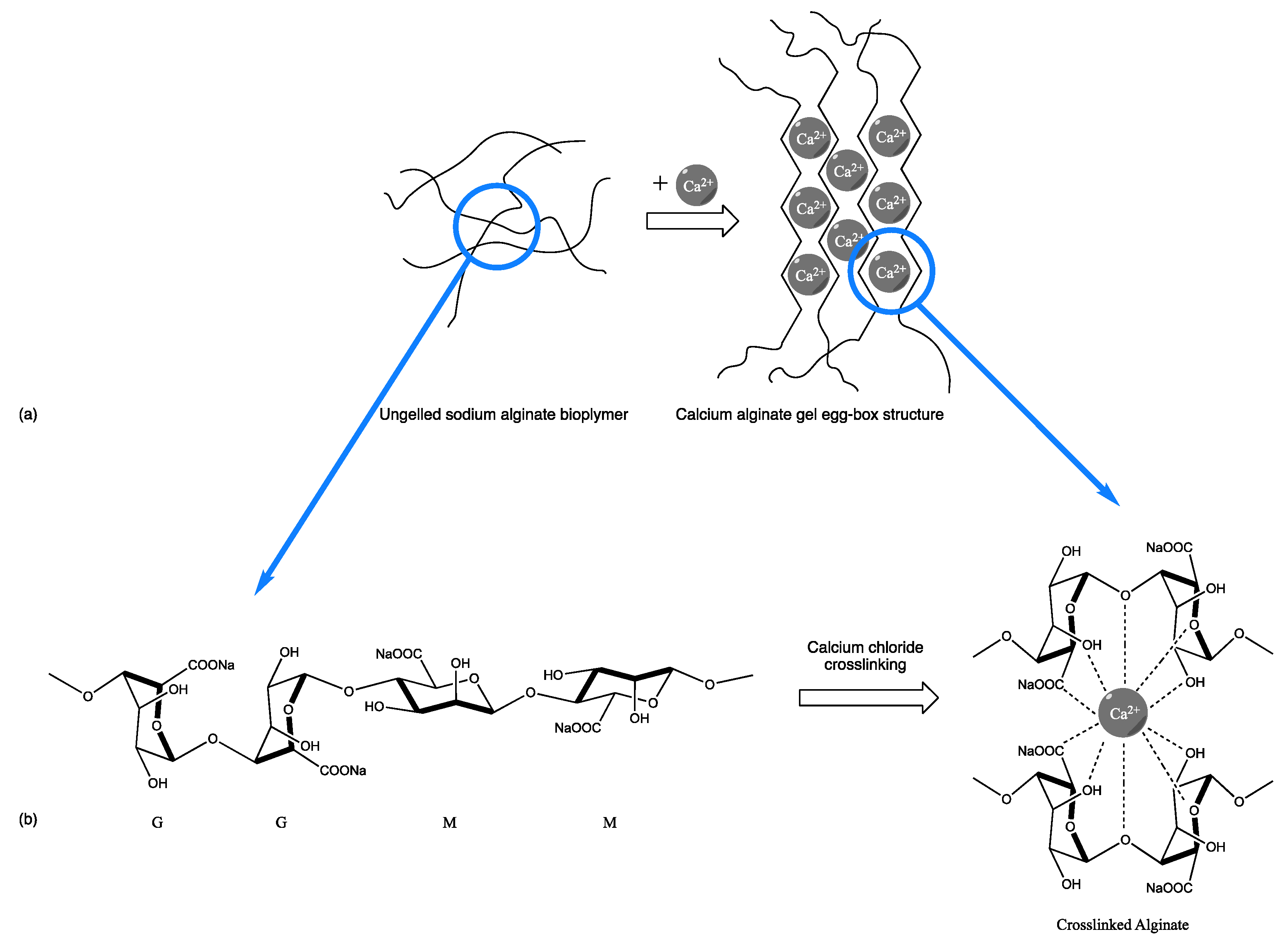 Gels 08 00489 g002 550