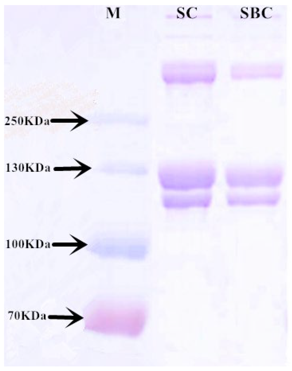 Gels 08 00699 g002 Gels 08 00699 g002