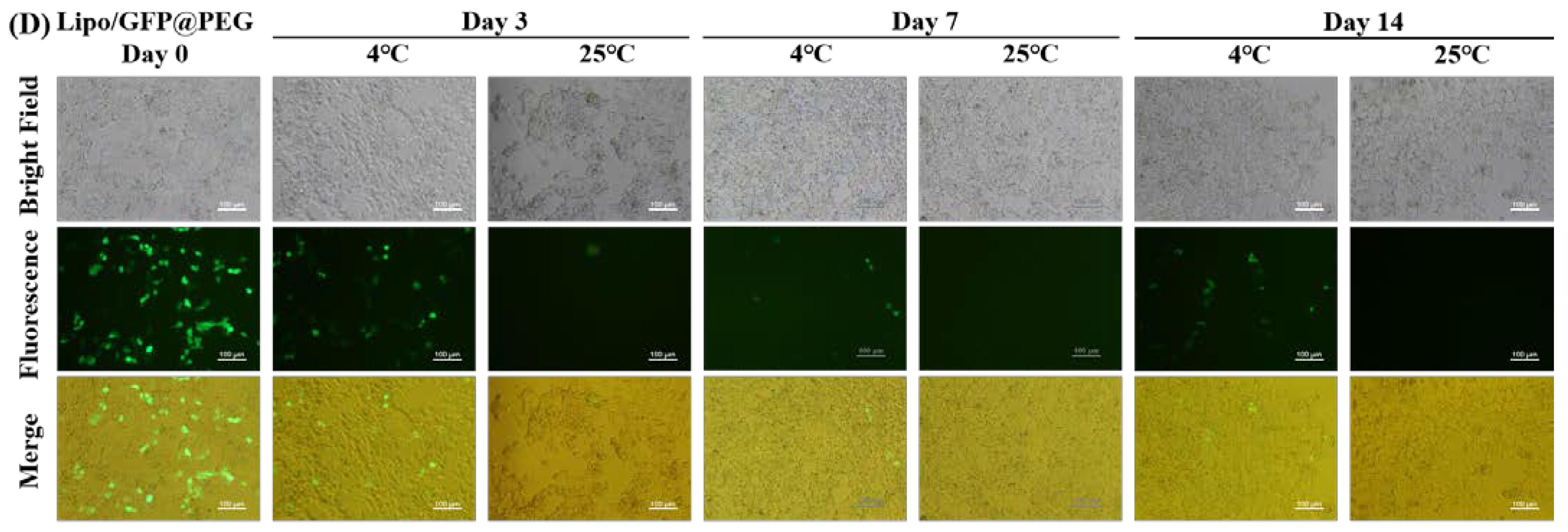 Gels 08 00819 g005b Gels 08 00819 g005b