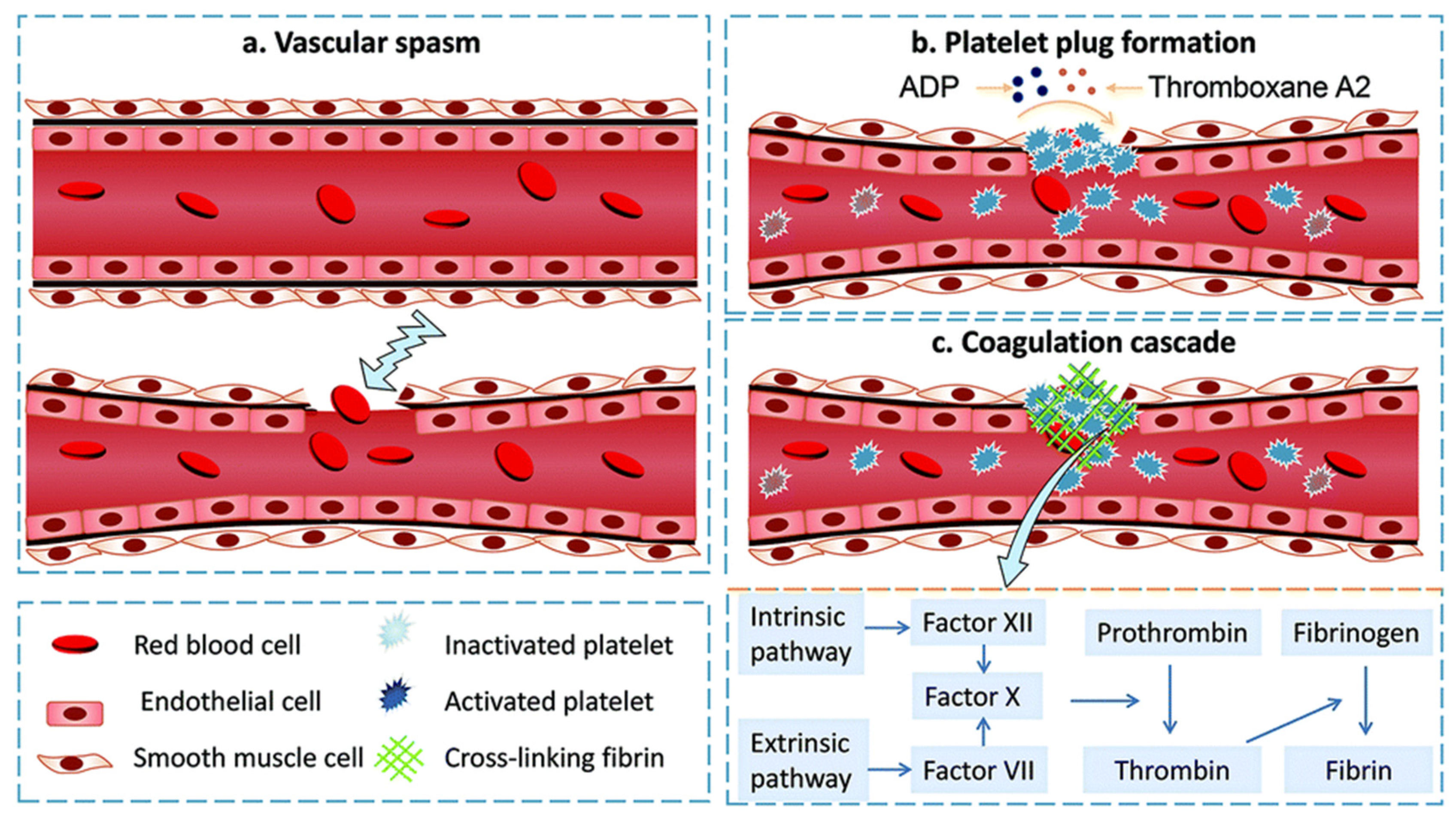 Mean platelet volume