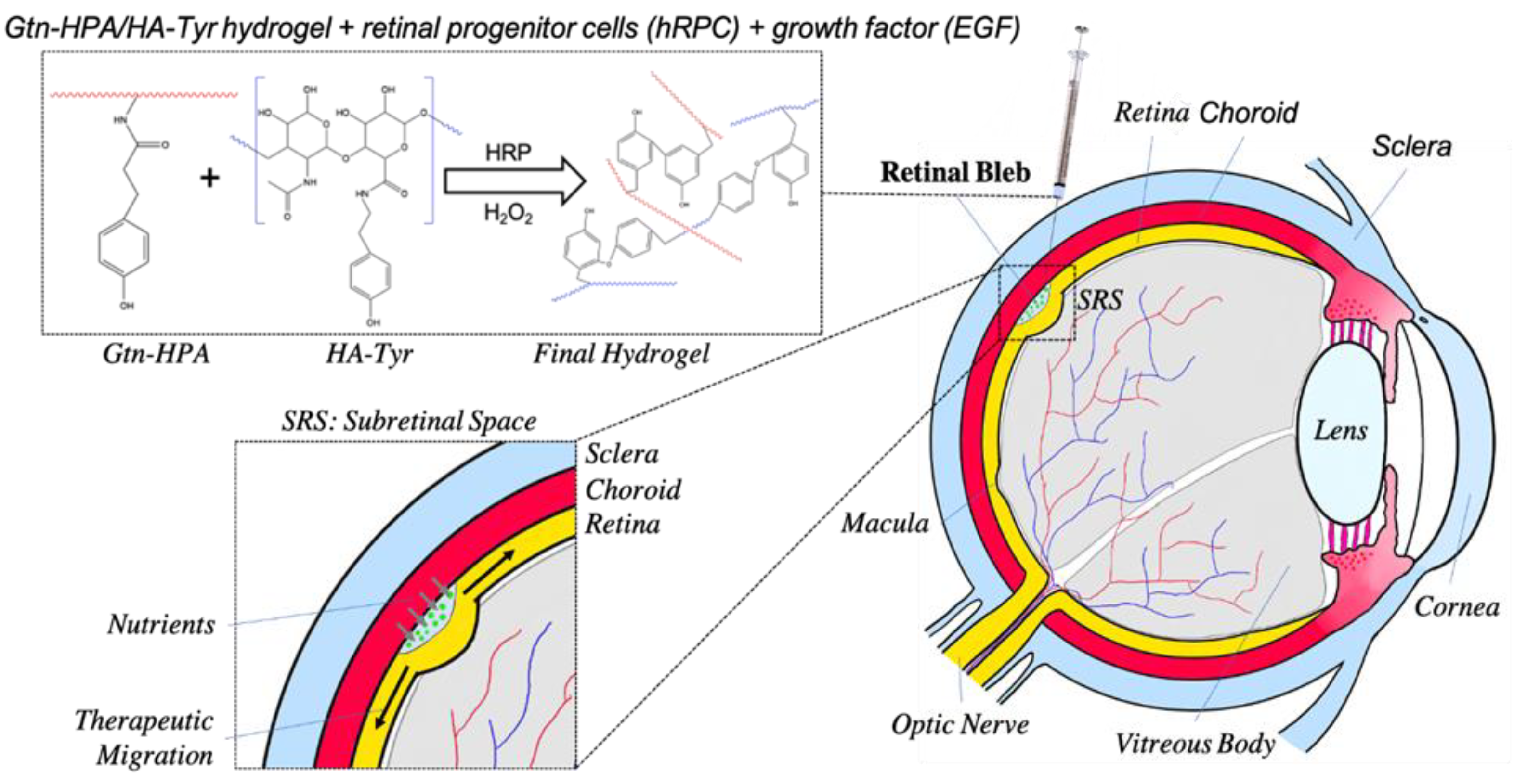 Gels 09 00058 g001 Gels 09 00058 g001