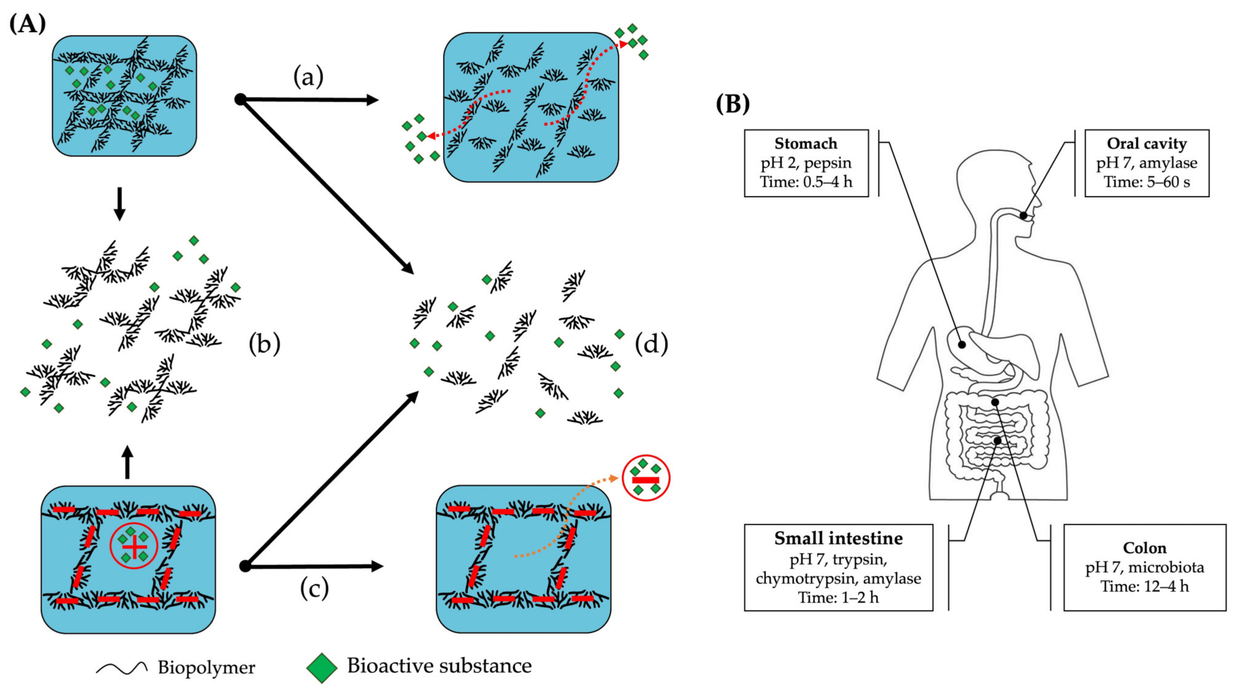 Gels 09 00068 g009 Gels 09 00068 g009
