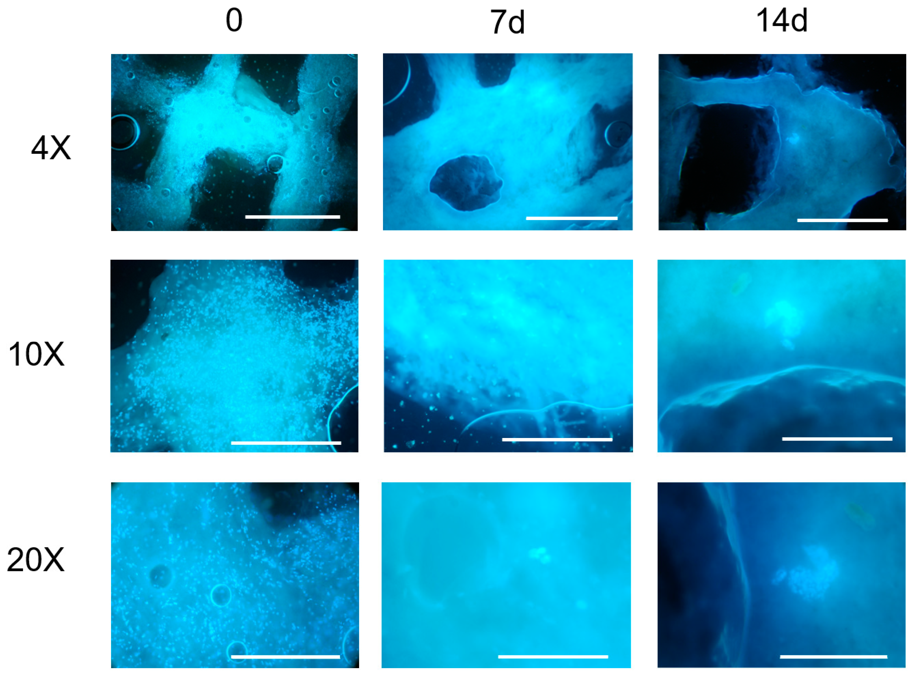 Gels 09 00129 g004 550